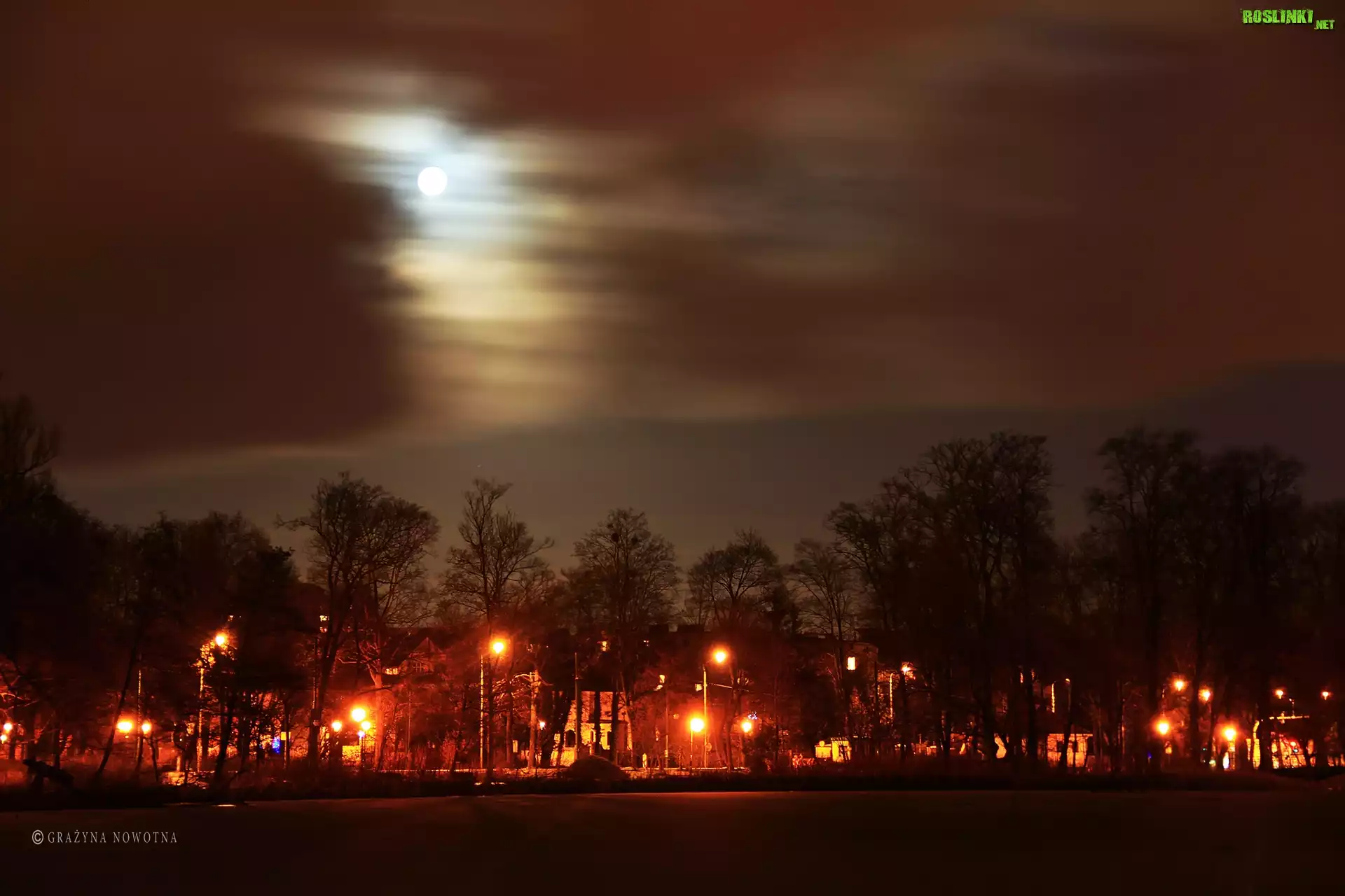 Park, Wieczór, Drzewa, Księżyc