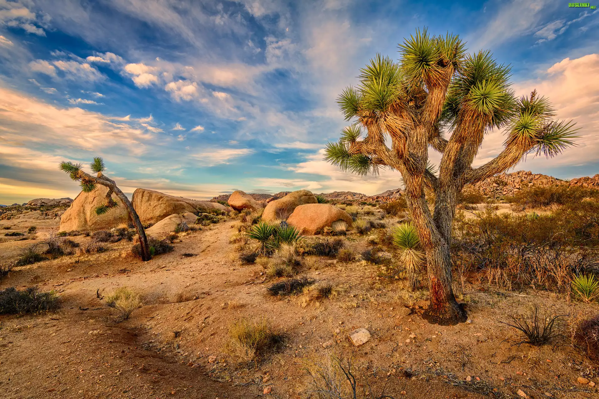 Drzewo Jozuego, Jukka krótkolistna, Pustynia, Park Narodowy Joshua Tree, Kalifornia, Stany Zjednoczone