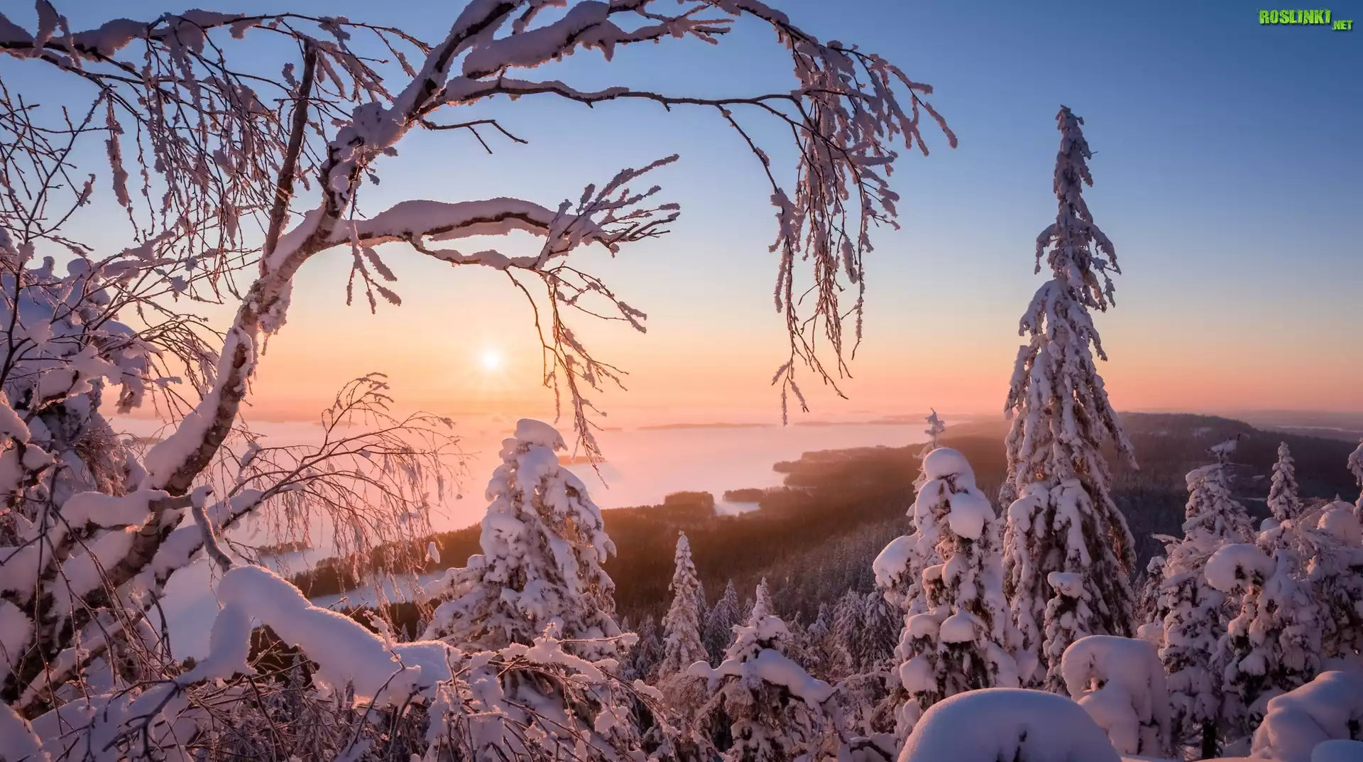 Finlandia, Region Karelia Północna, Park Narodowy Koli, Jezioro Pielinen, Zima, Drzewa, Promienie słońca, Mgła