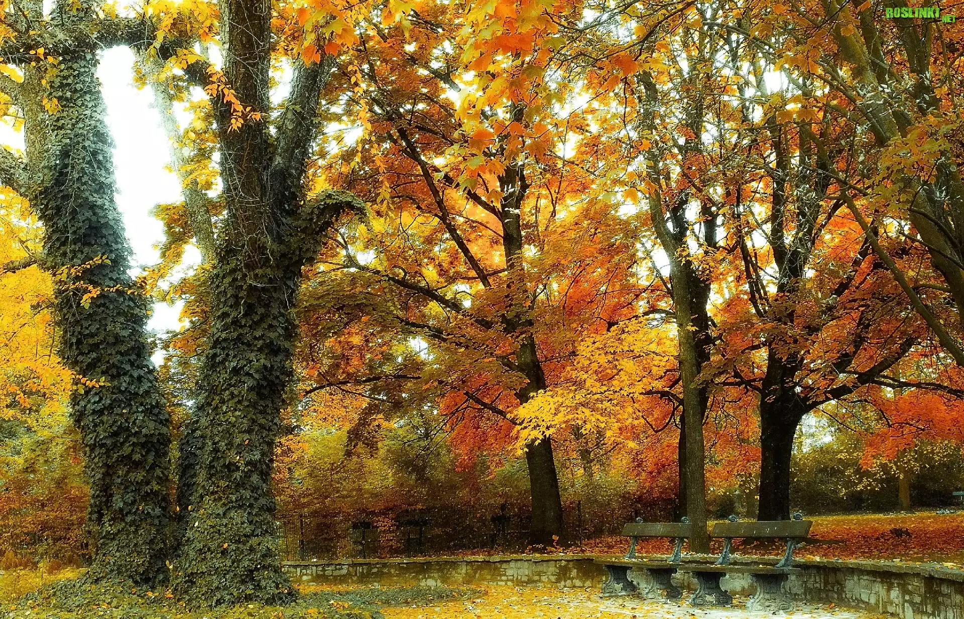Jesień, Park, Drzewa