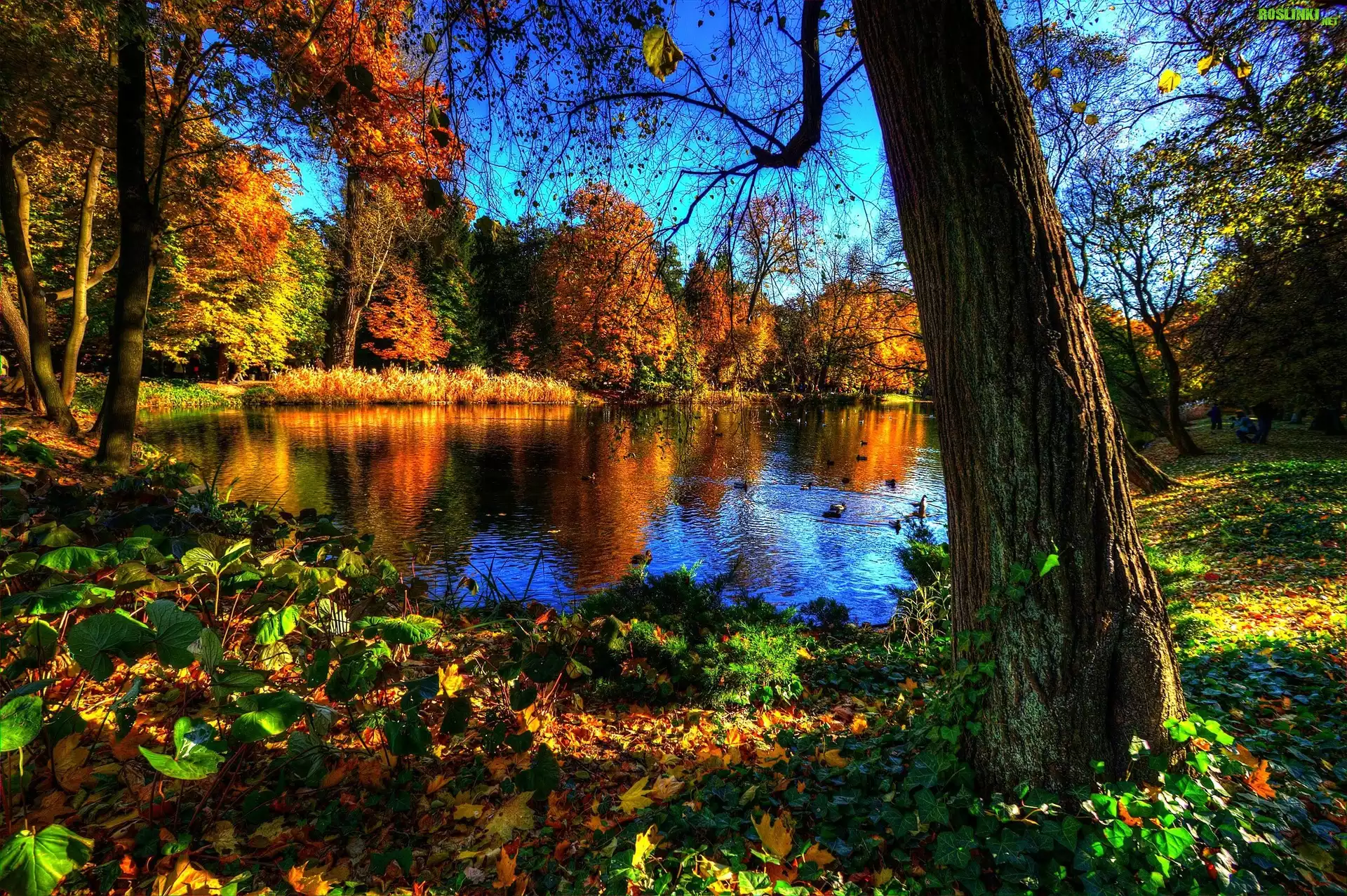Park, Jezioro, Jesień, Kaczki