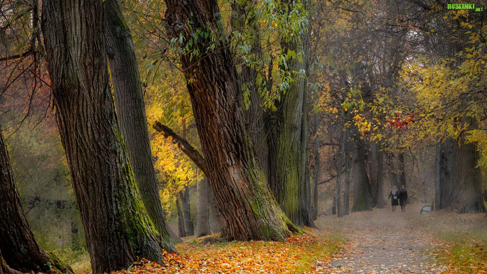 Jesień, Park, Kobiety, Alejka, Drzewa, Ławka, Liście