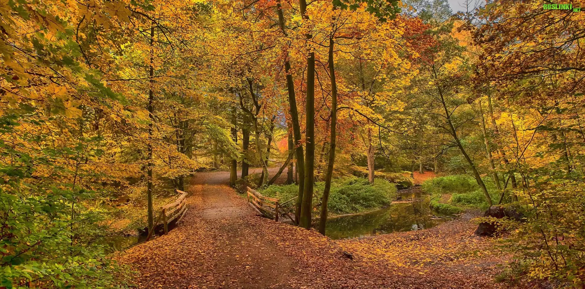 Jesień, Park, Drzewa, Rzeczka, Mostek, Alejka, Liście
