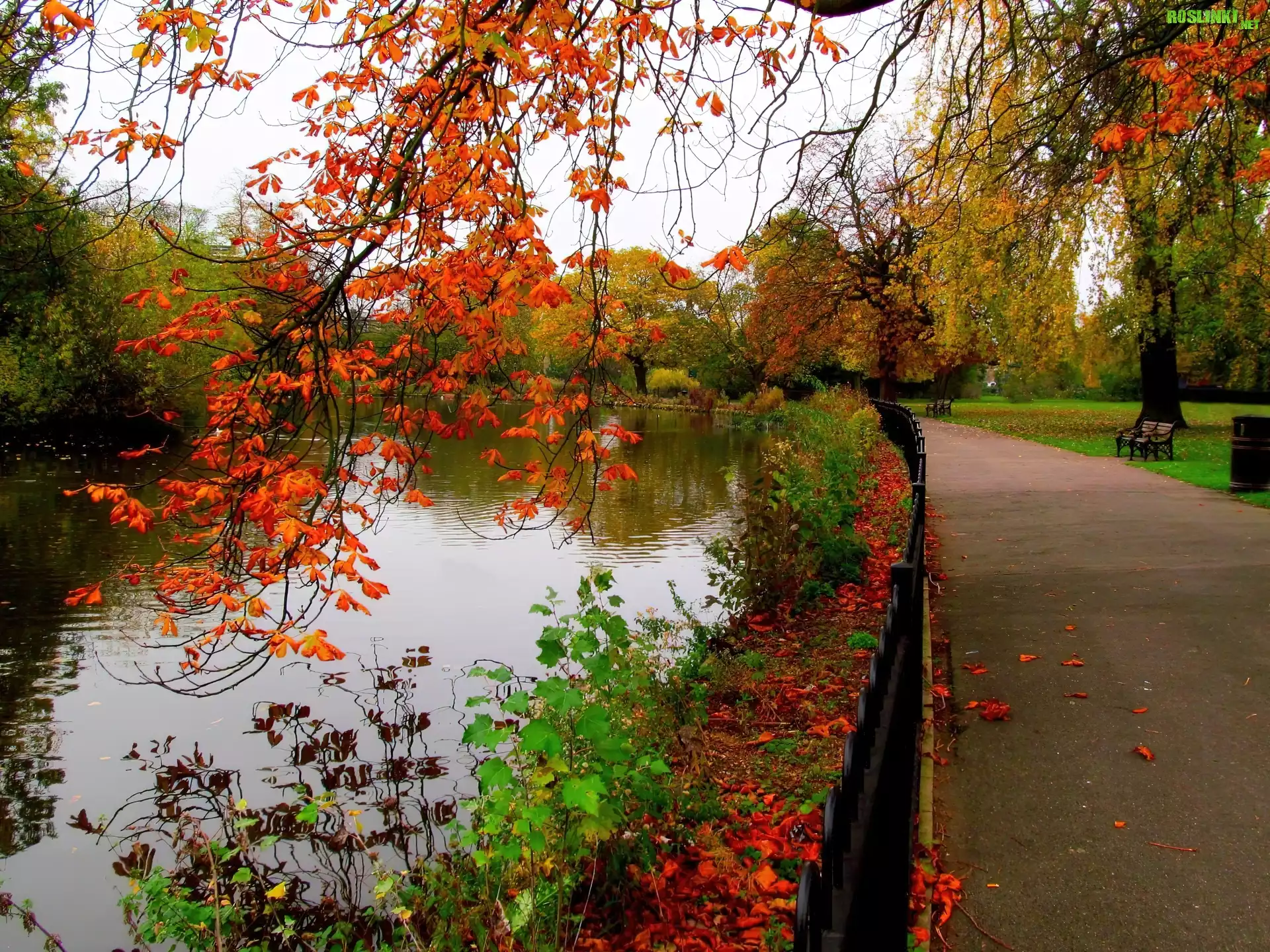Park, Aleja, Staw, Ławki, Jesień, Drzewa