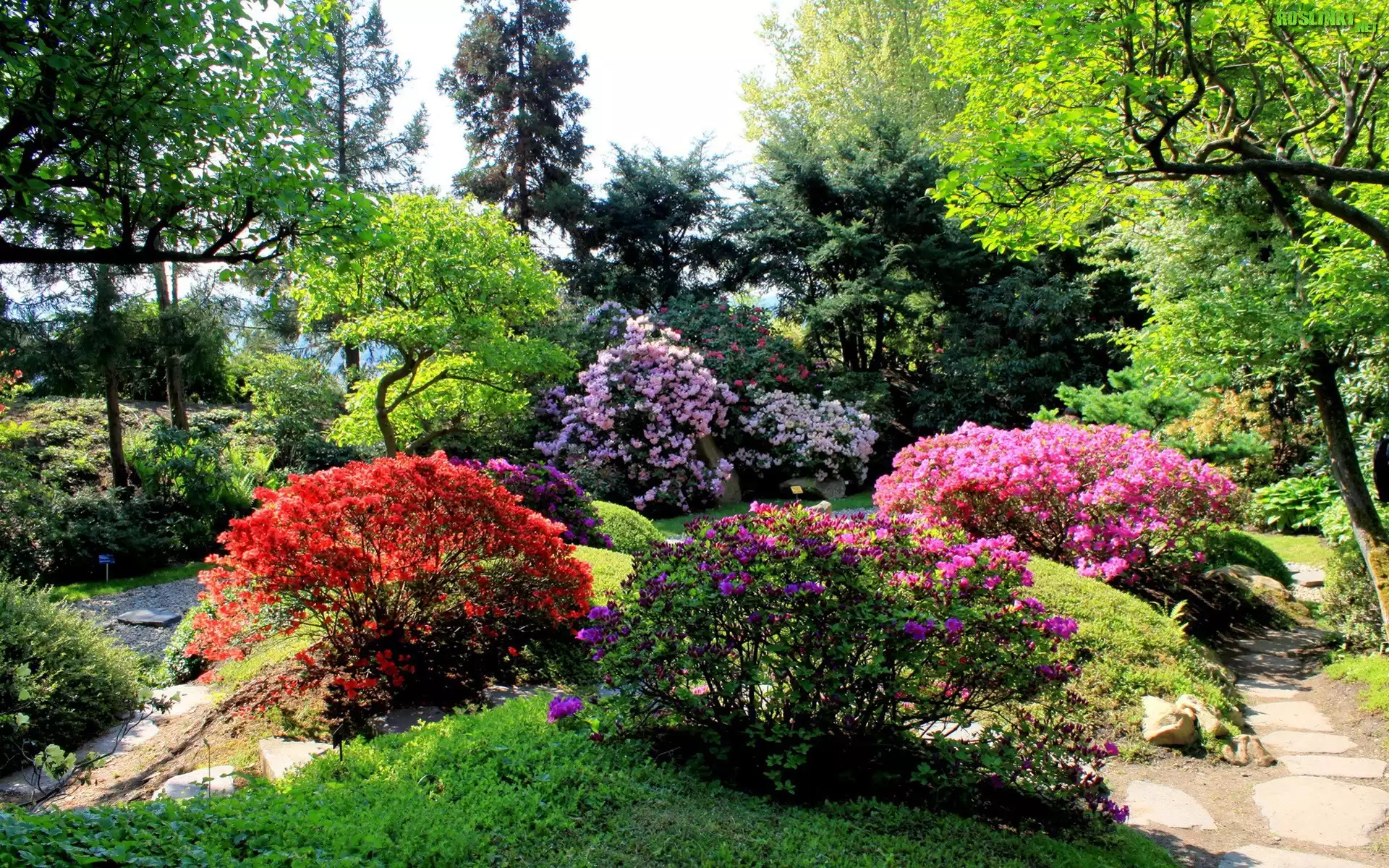 Park, Drzewa, KwitnÄ…ce, Kolorowe, Krzewy, Alejki