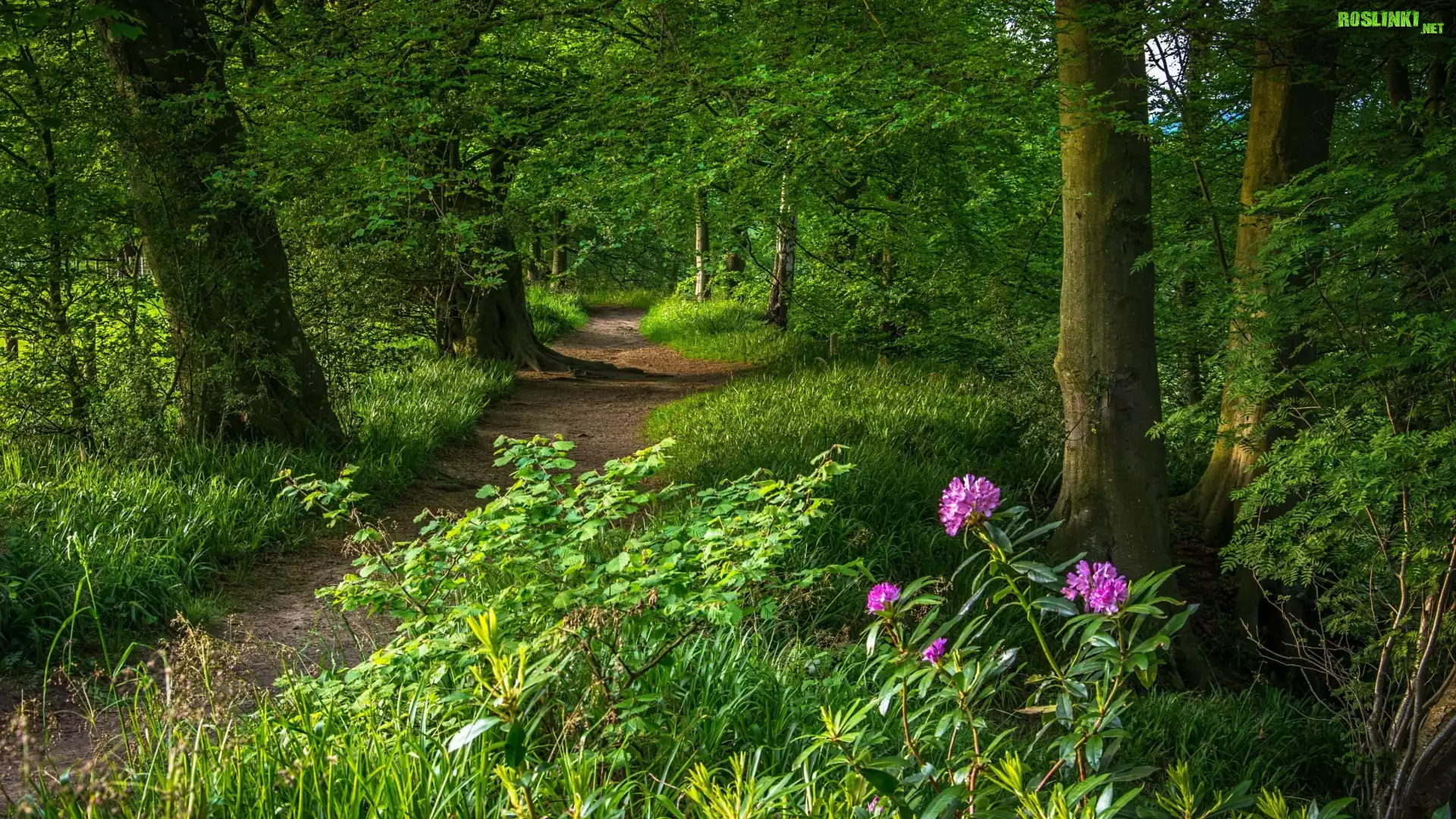 Park, Ścieżka, Drzewa, Rośliny, Kwiaty, Różanecznik