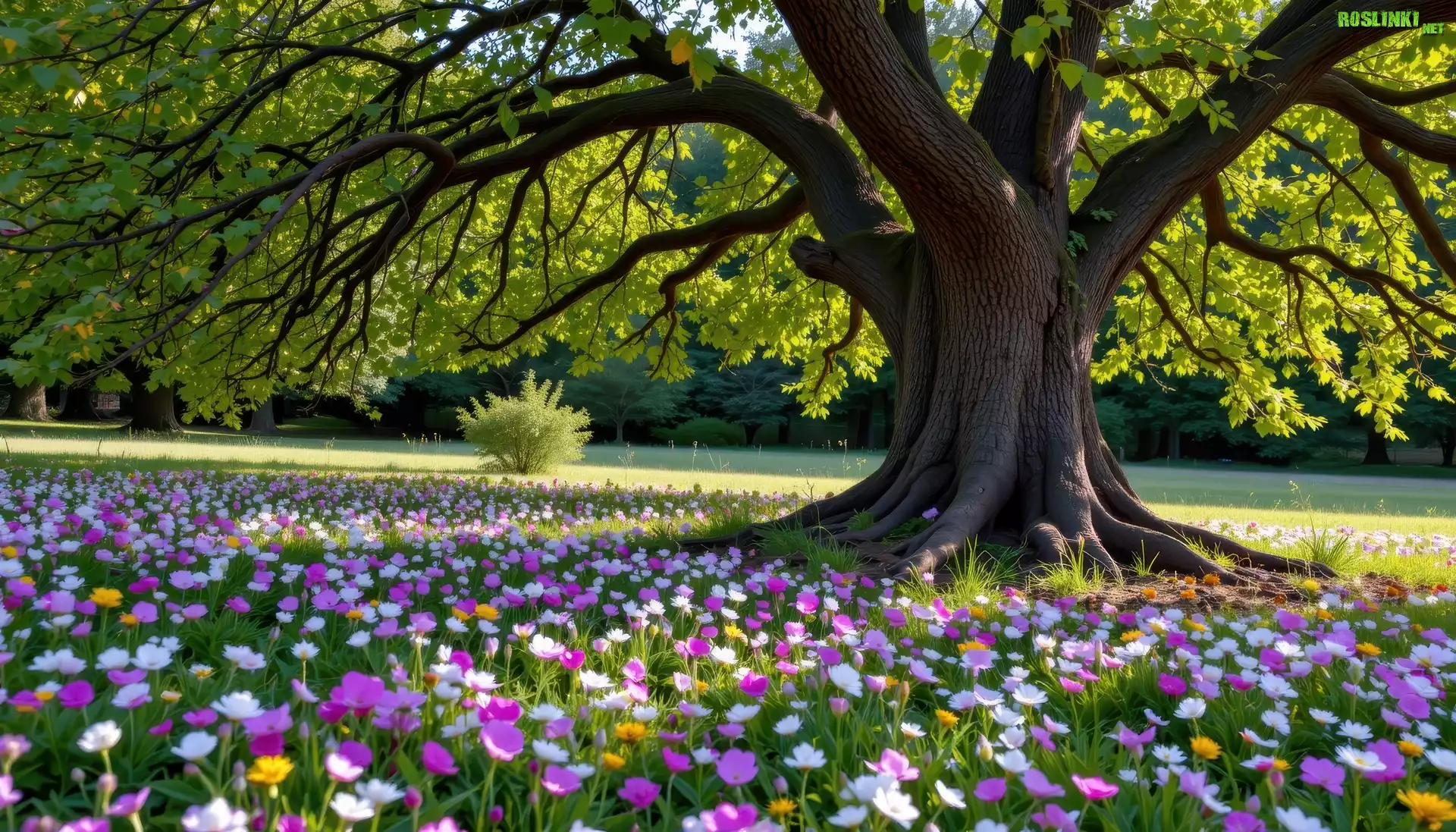 Park, Drzewa, Kwiaty
