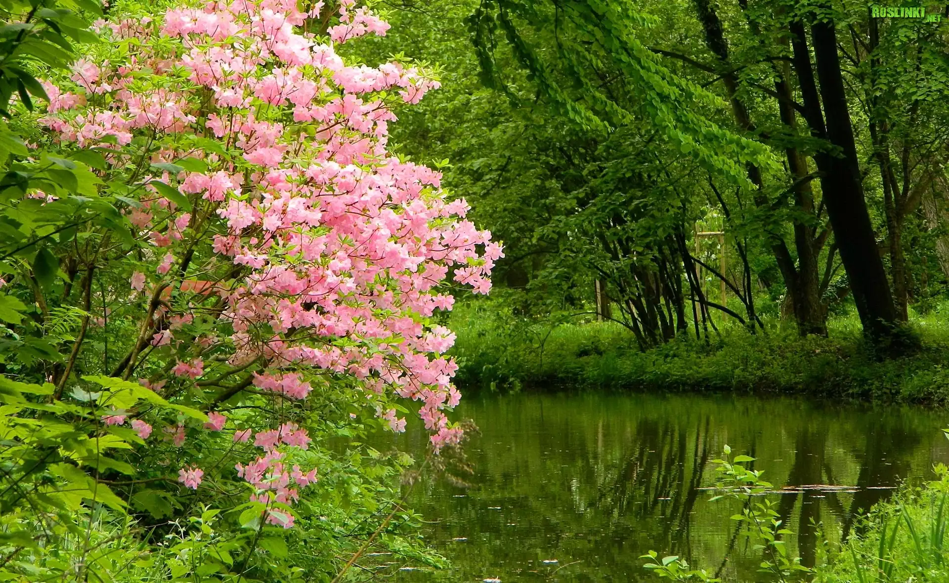 Park, Jeziorko, KwitnÄ…cy, Krzew