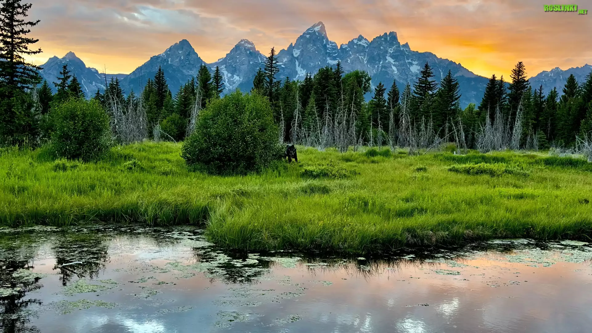 Stany Zjednoczone, Wyoming, Park Narodowy Grand Teton, Góry, Rzeka, Las, Drzewa, Zachód słońca