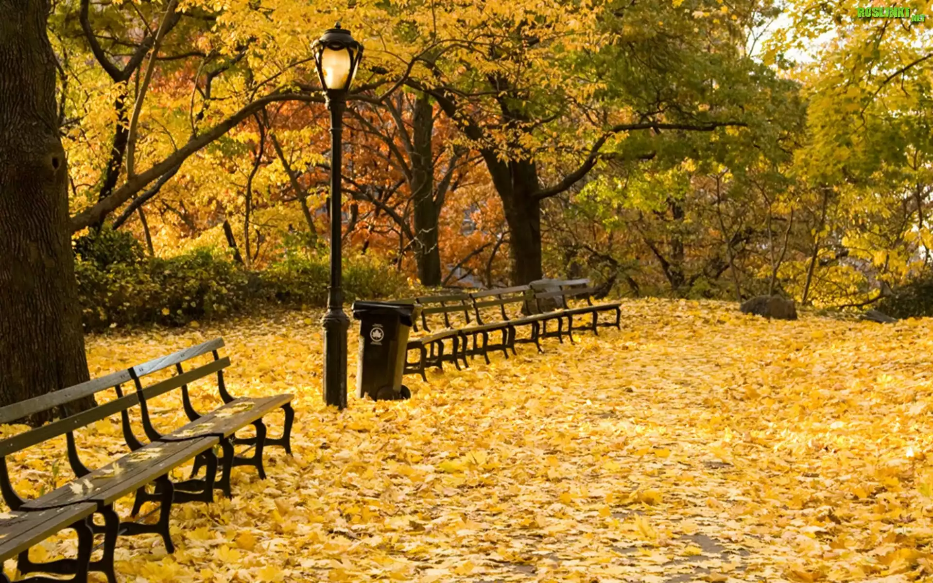 Park, Ławki, Liście, Jesień