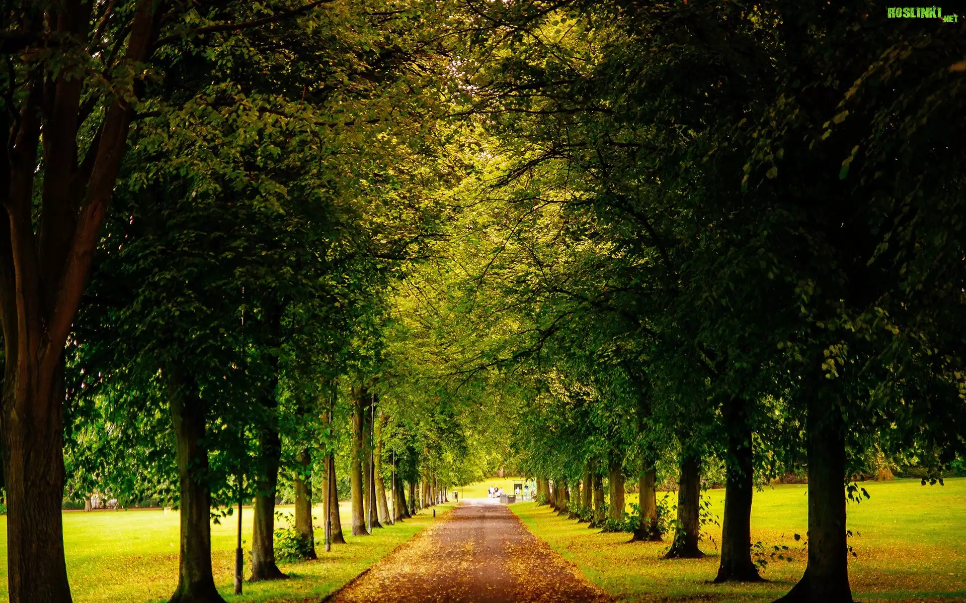 Park, Aleja, Drzewa, Liście, Jesień