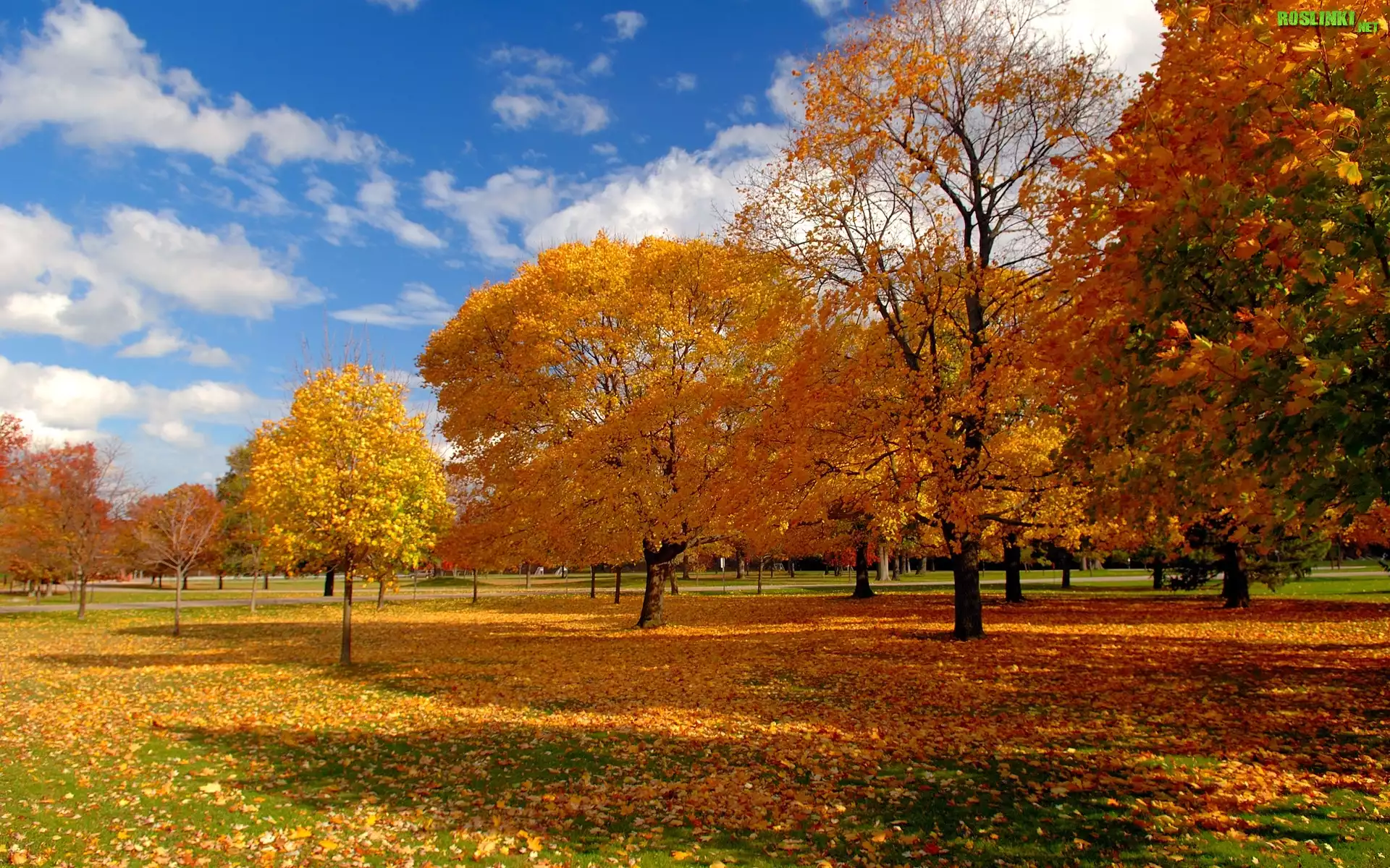 Park, Drzewa, Liście, Jesień