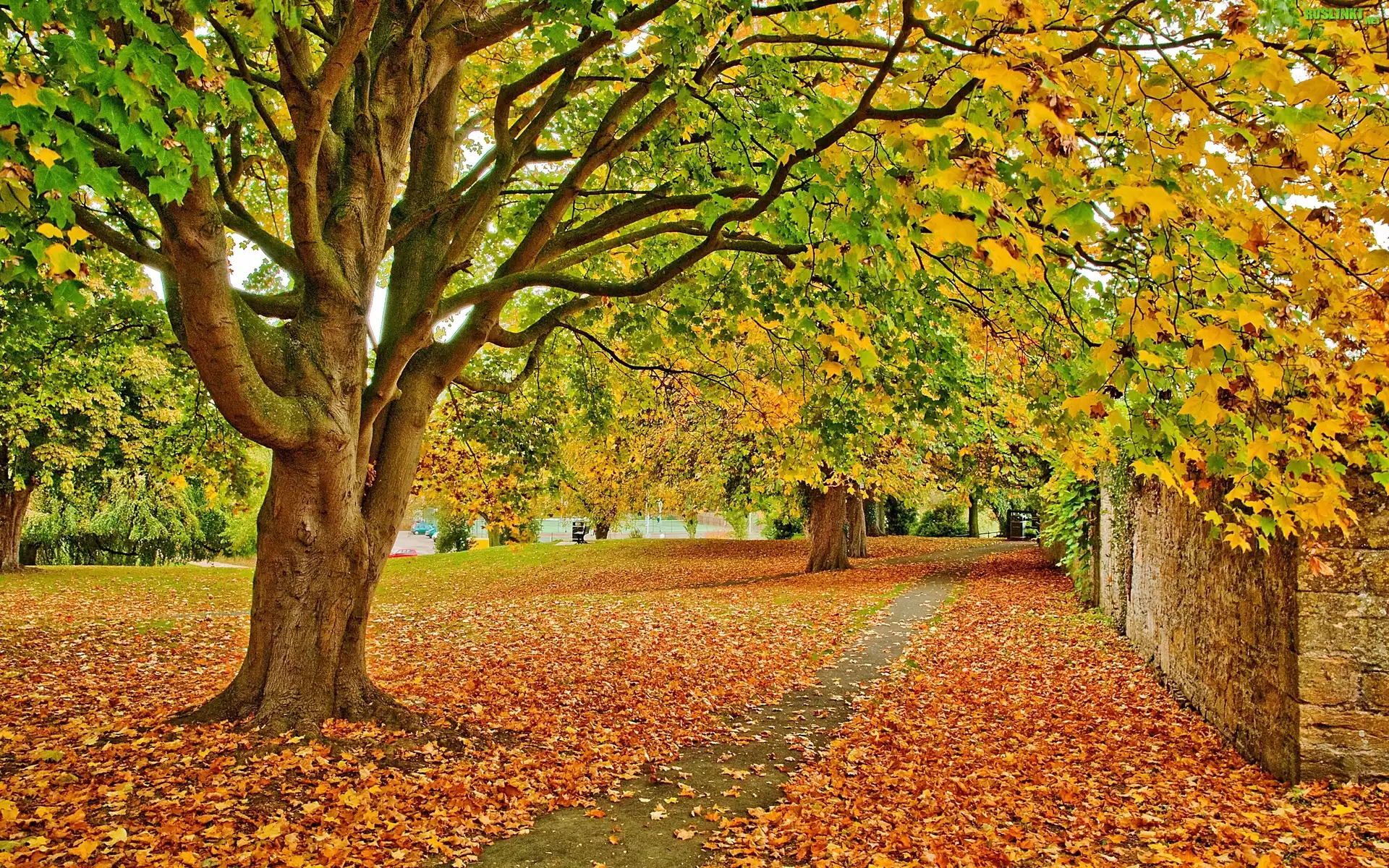 Park, Drzewa, Liście, Jesień