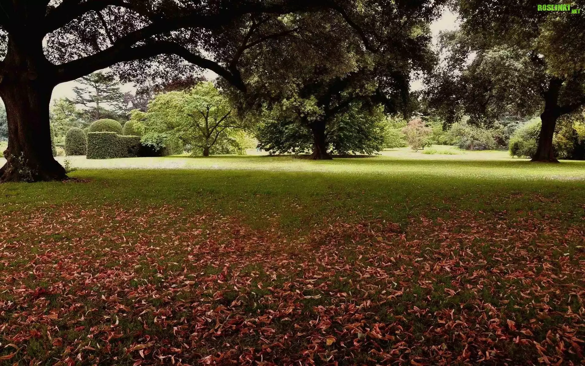 Park, Klomby, Drzewa, Liście, Jesień