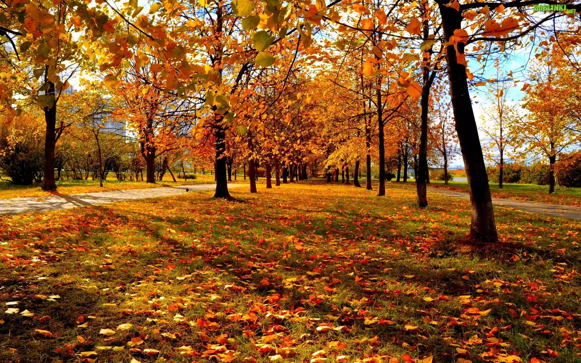 Park, Kolorowe, Drzewa, Liście, Jesień