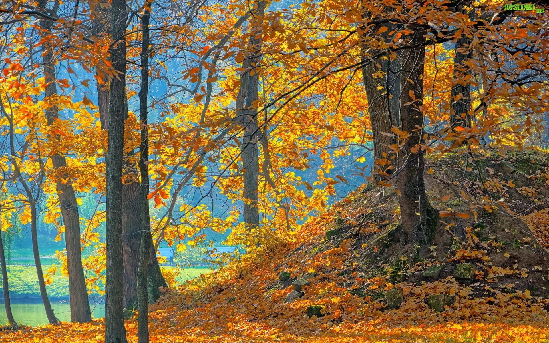Park, Rzeka, Drzewa, Liście, Jesień