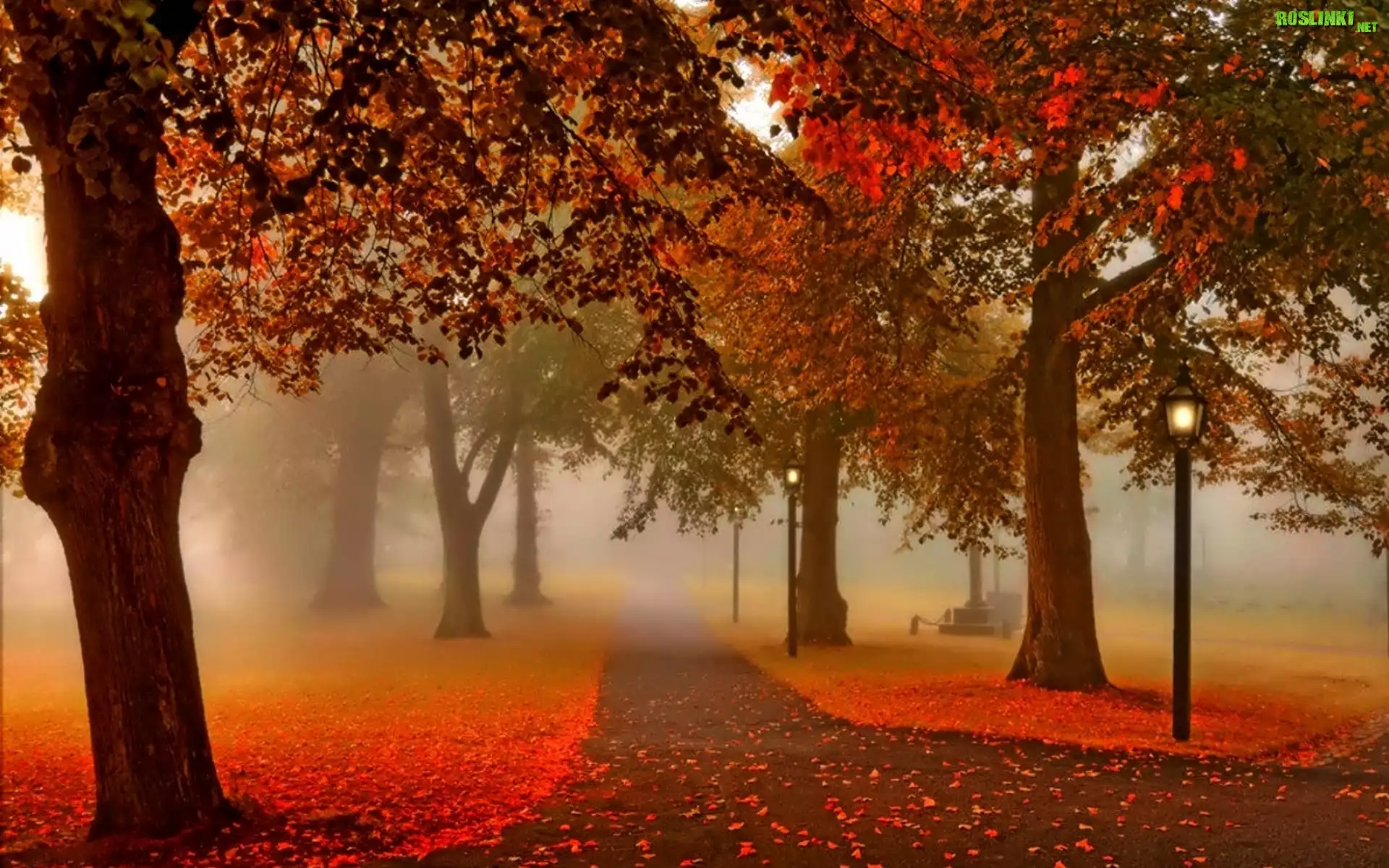 Park, Alejki, Latarnie, Mgła, Liście, Jesień