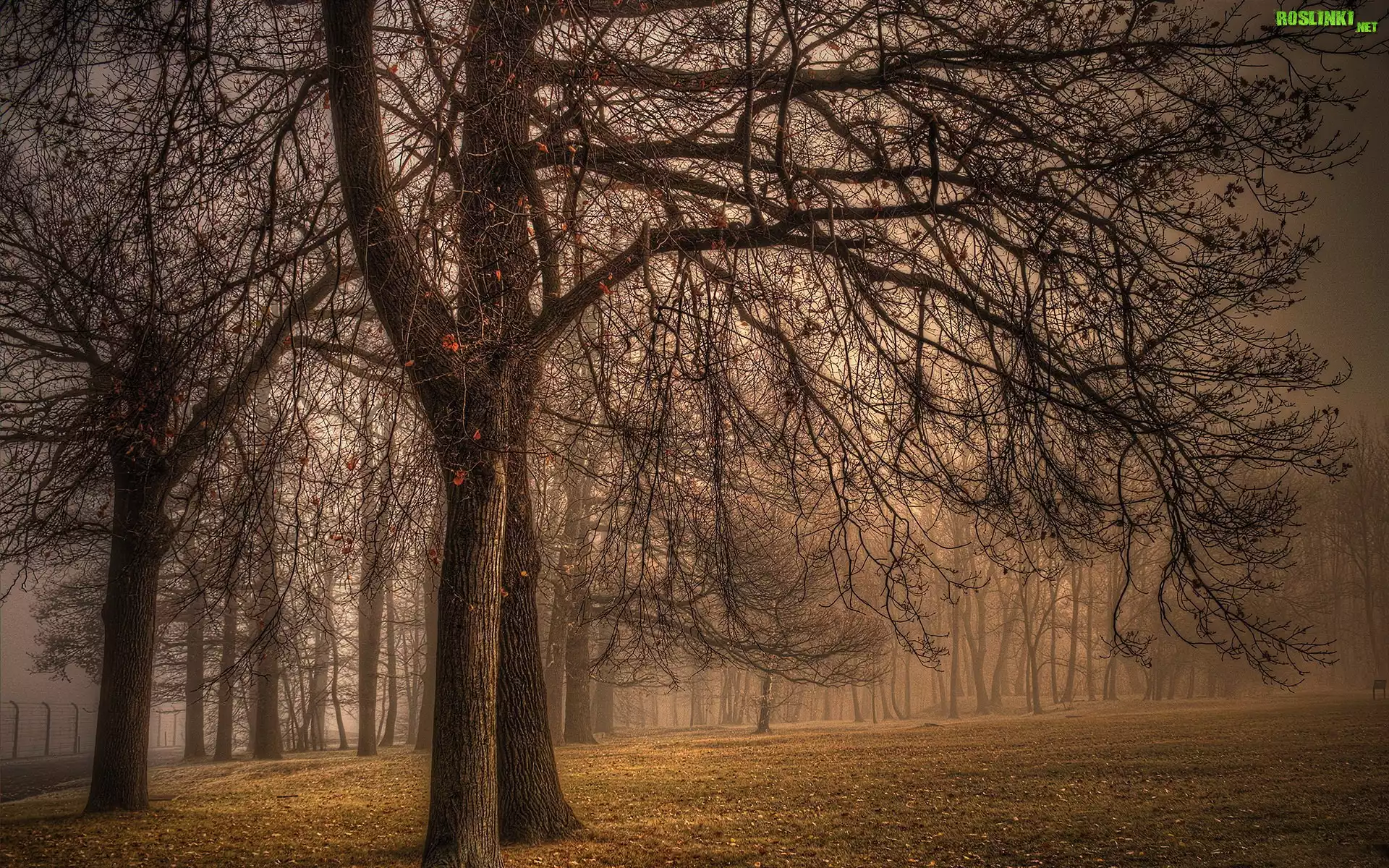 Park, Drzewa, Liście, Mgła, Jesień