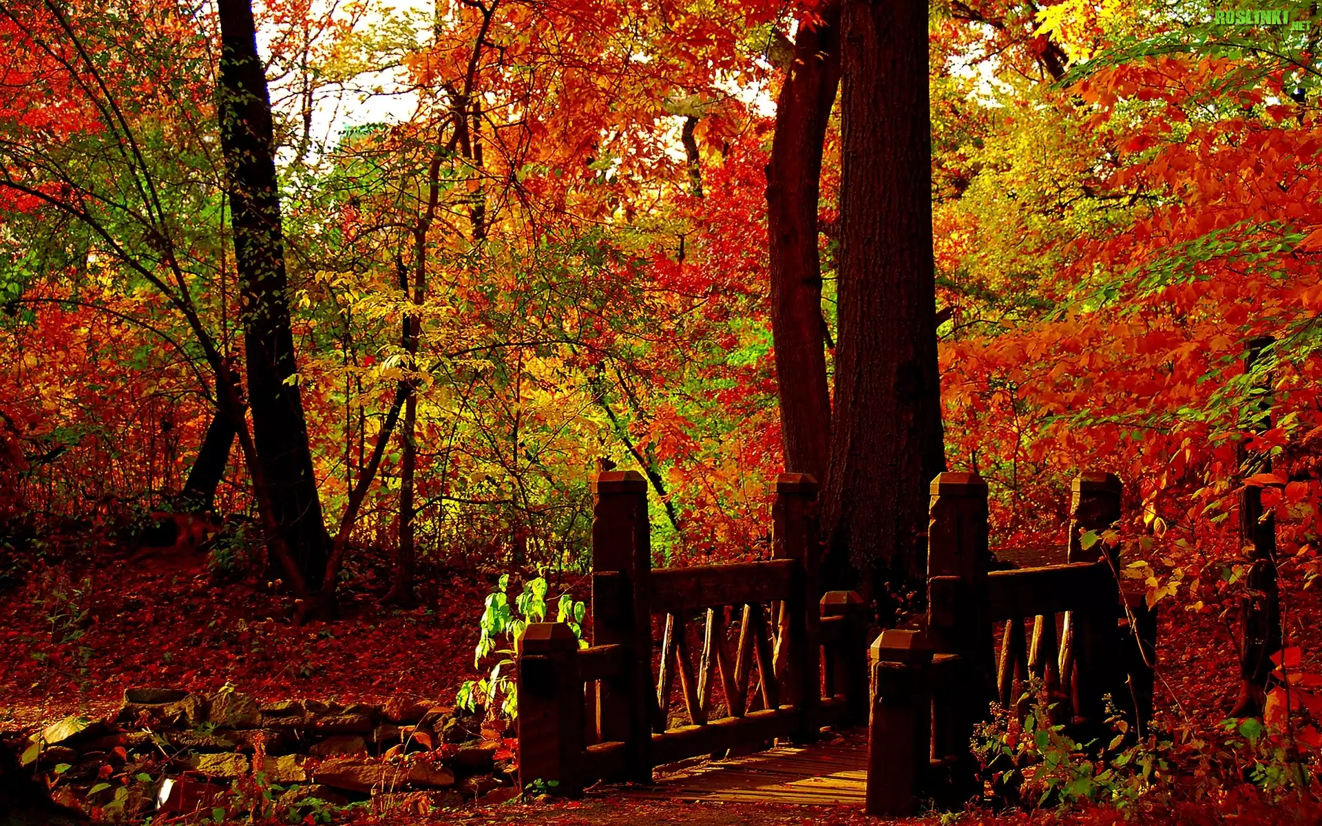 Park, Drzewa, Mostek, Jesień