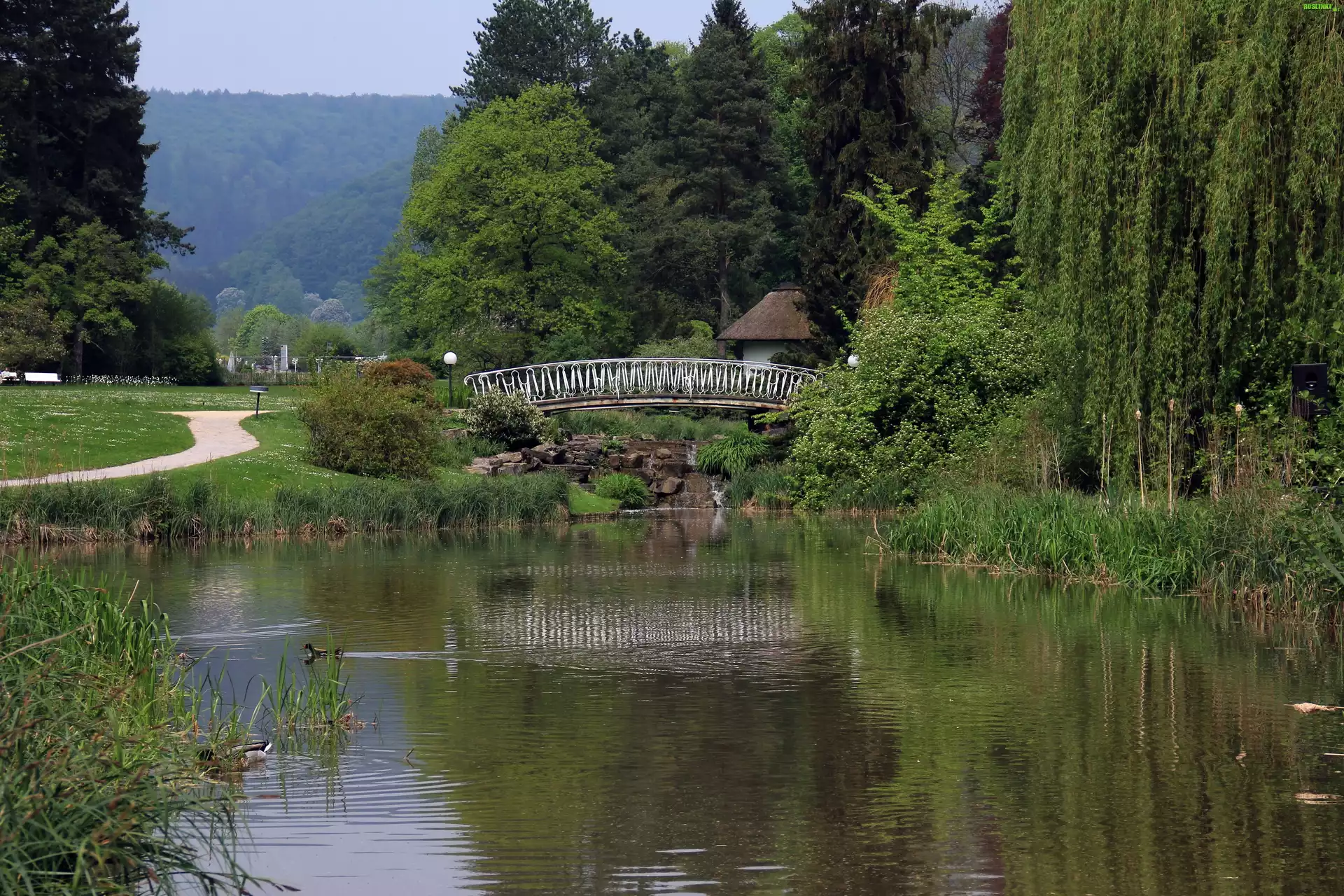 Park, Staw, Mostek, Wierzba