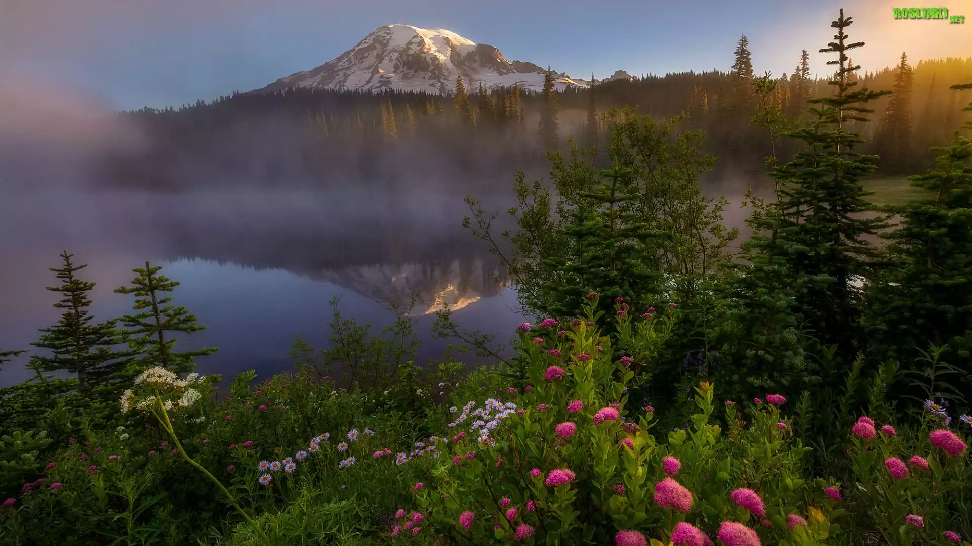 Park Narodowy Mount Rainier, Jezioro Reflection Lake, Góra, Szczyt Mount Rainier, Mgła, Drzewa, Kwiaty, Stan Waszyngton, Stany Zjednoczone
