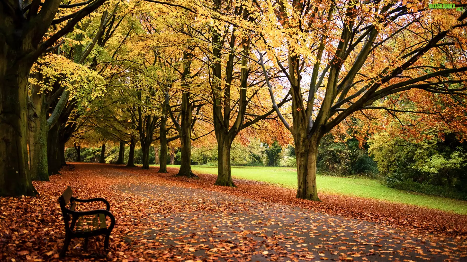 Park, Ławka, Drzewa, Jesień, Opadłe, Liście