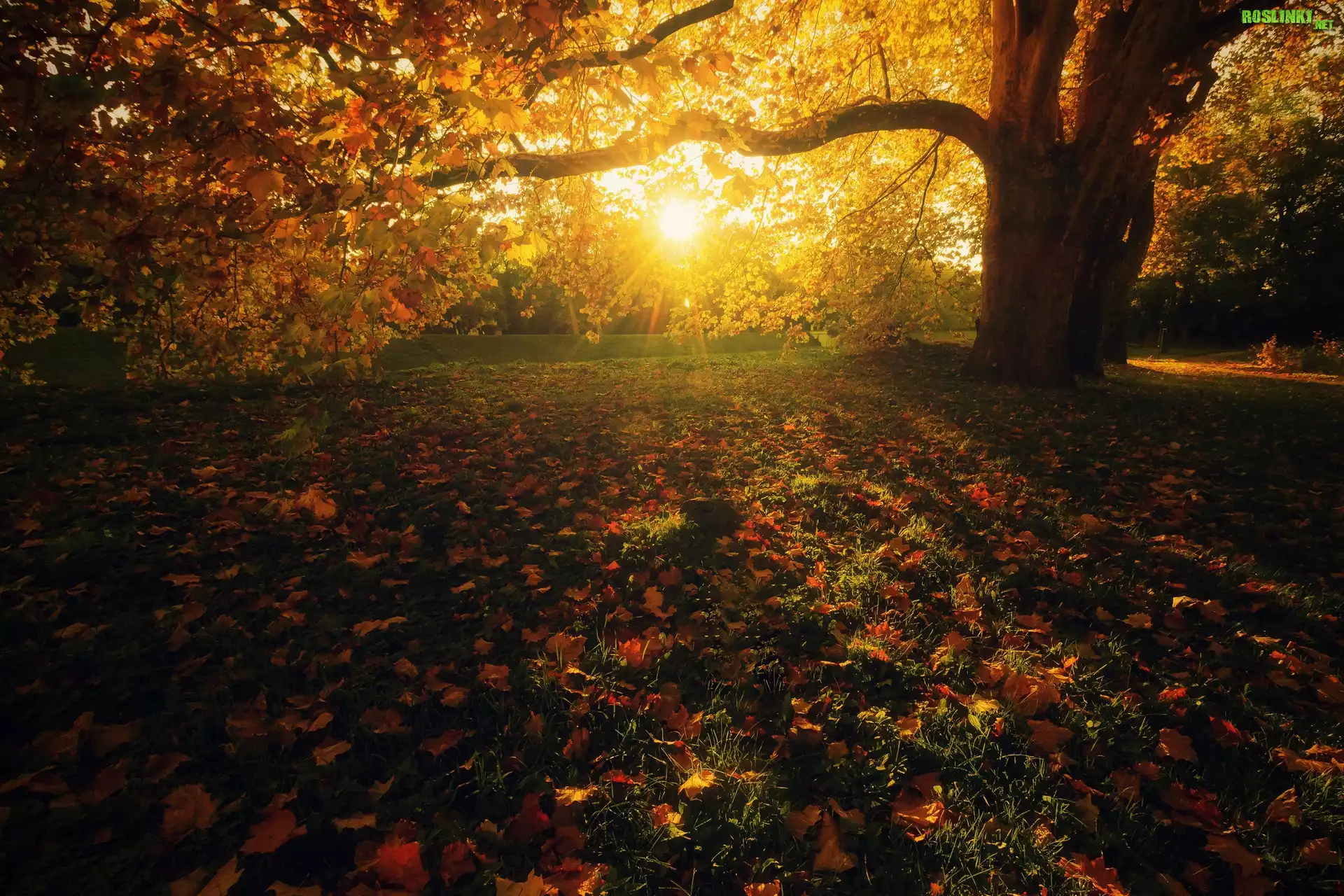 Park, Drzewa, Jesień, Liście, Promienie słońca