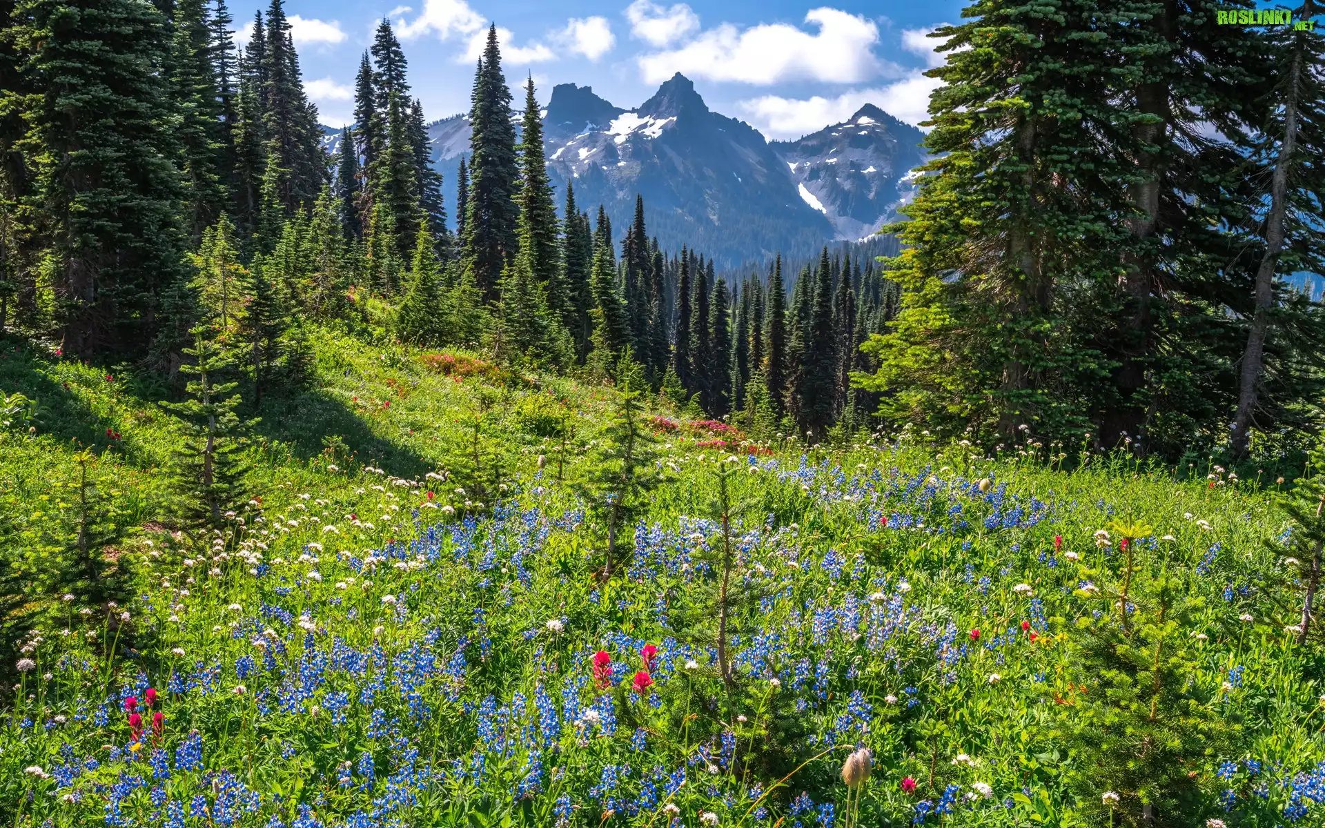 Park Narodowy Mount Rainier, Góry, Drzewa, Łąka, Kwiaty, Chmury, Stan Waszyngton, Stany Zjednoczone