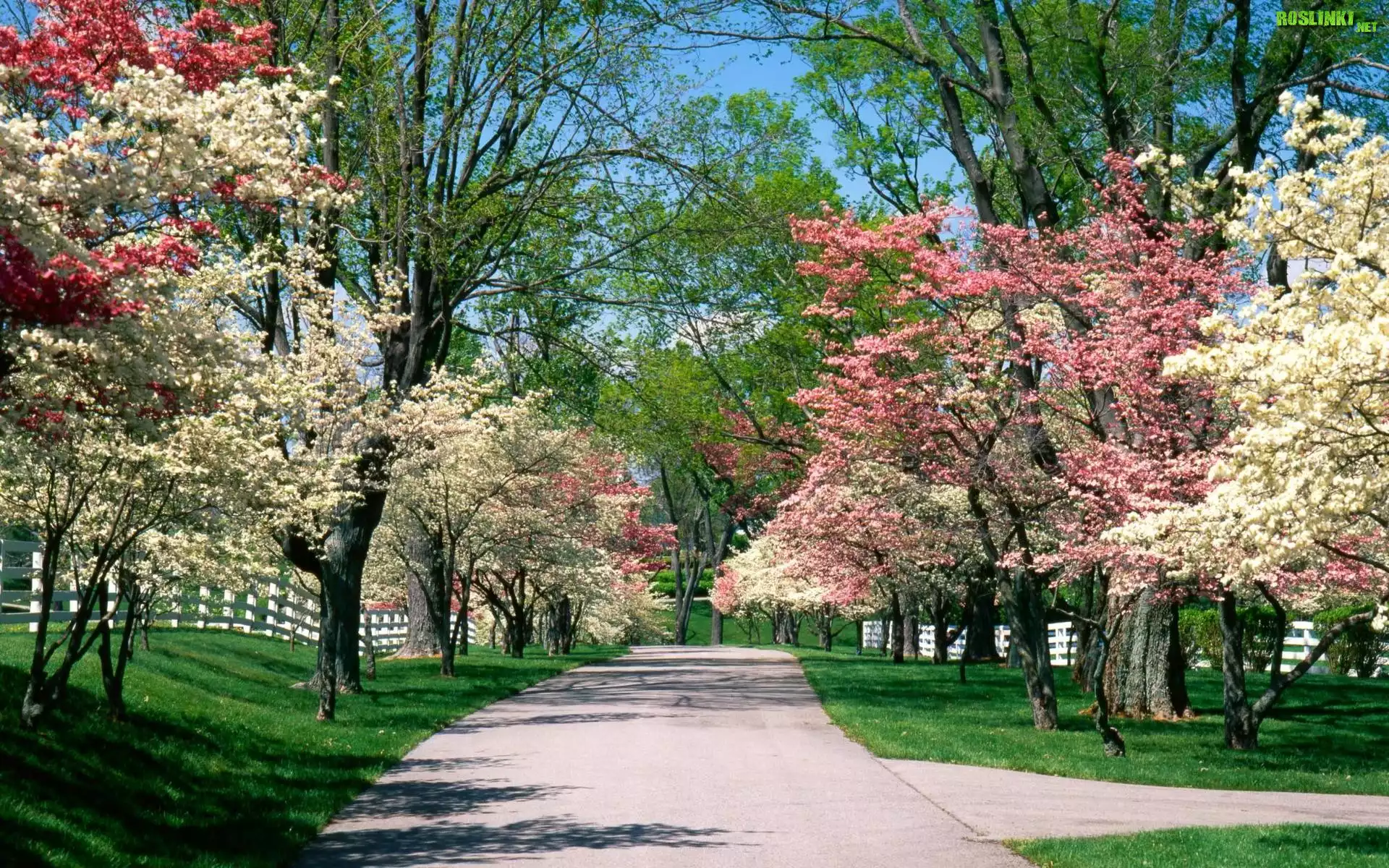 Park, Wiosna, Biało, Różowe, Drzewa