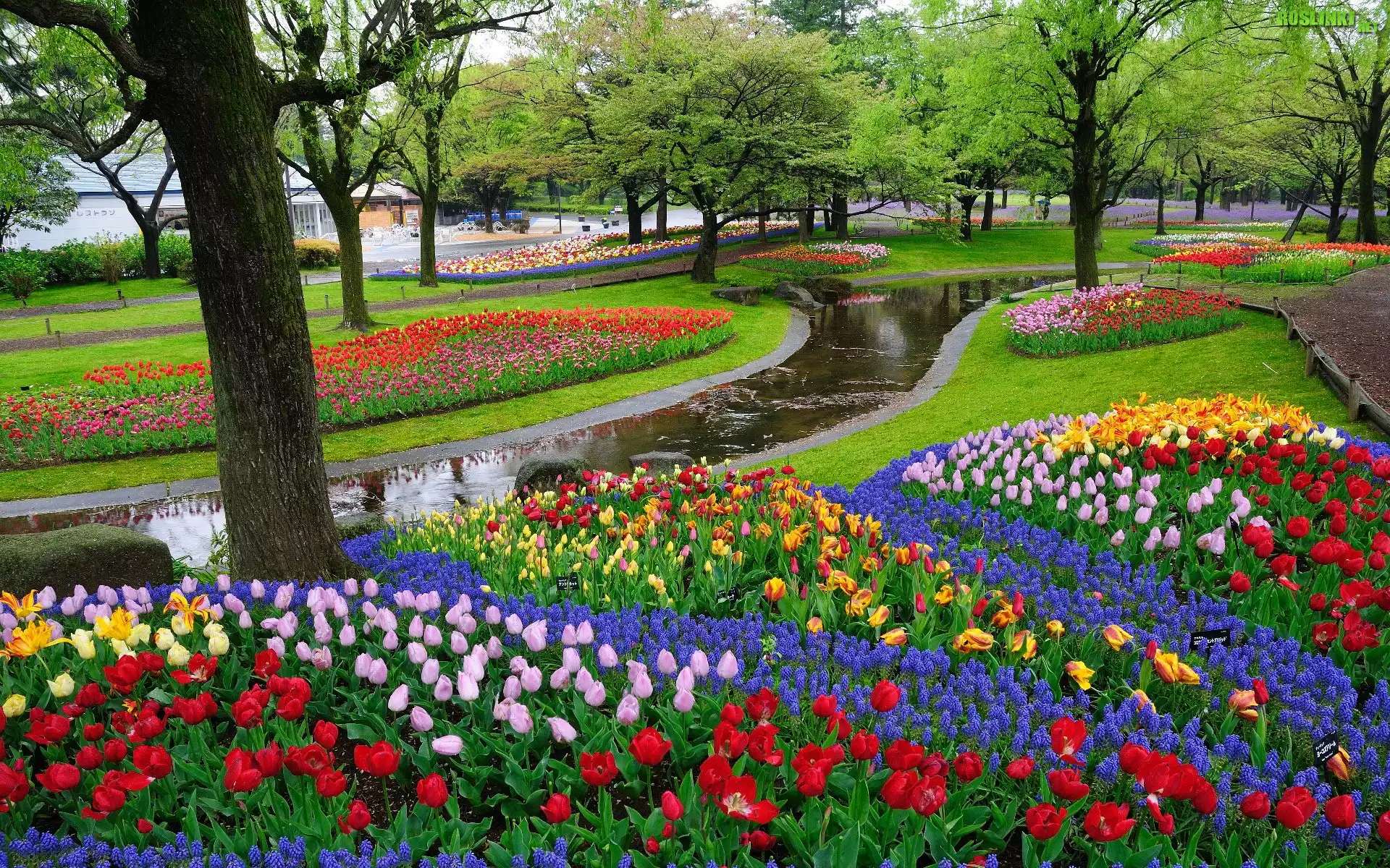 Park, Drzewa, Rzeczka, Tulipany
