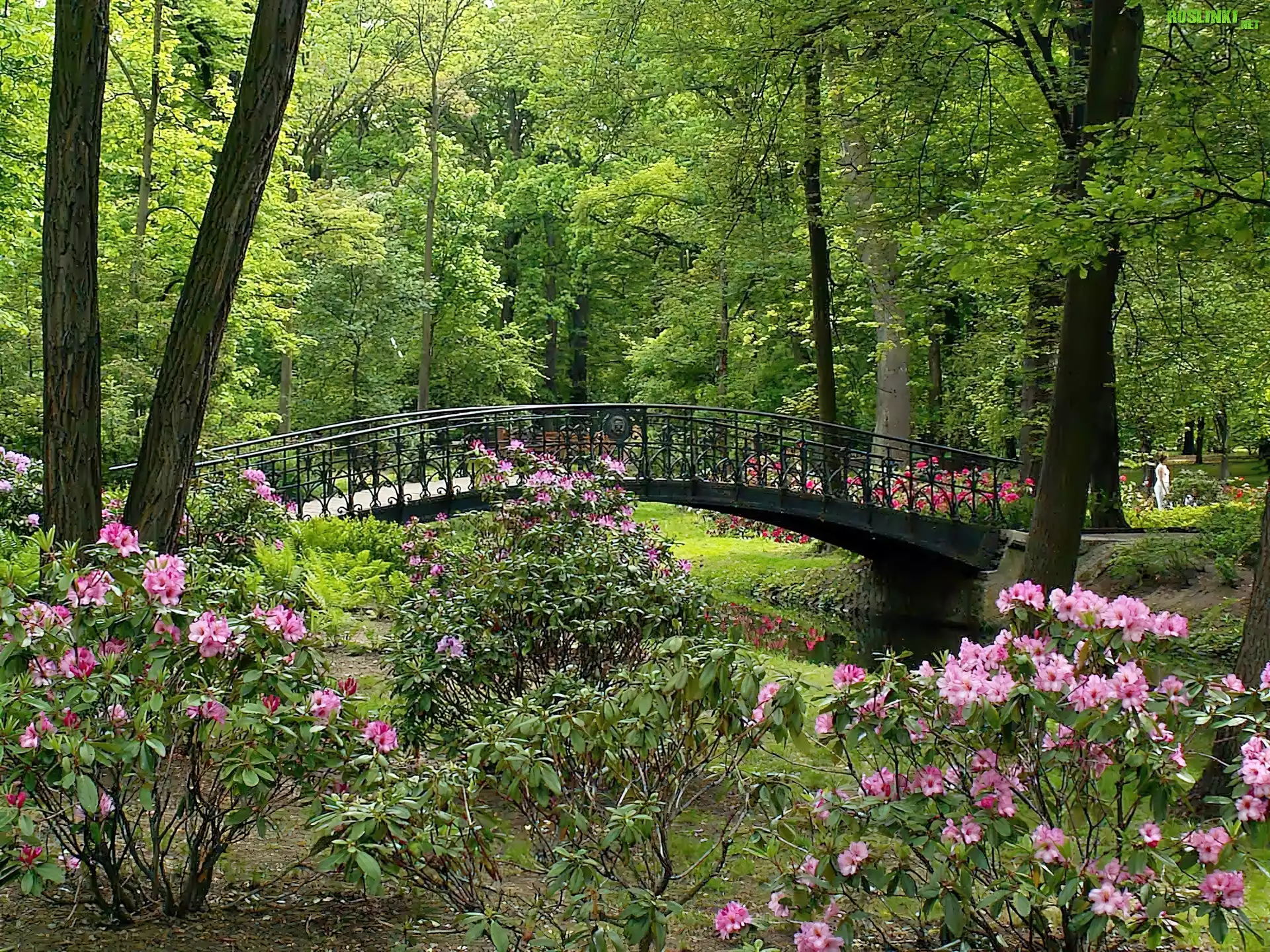 Park, KwitnÄ…ce, Rododendrony, Rzeczka, Mostek