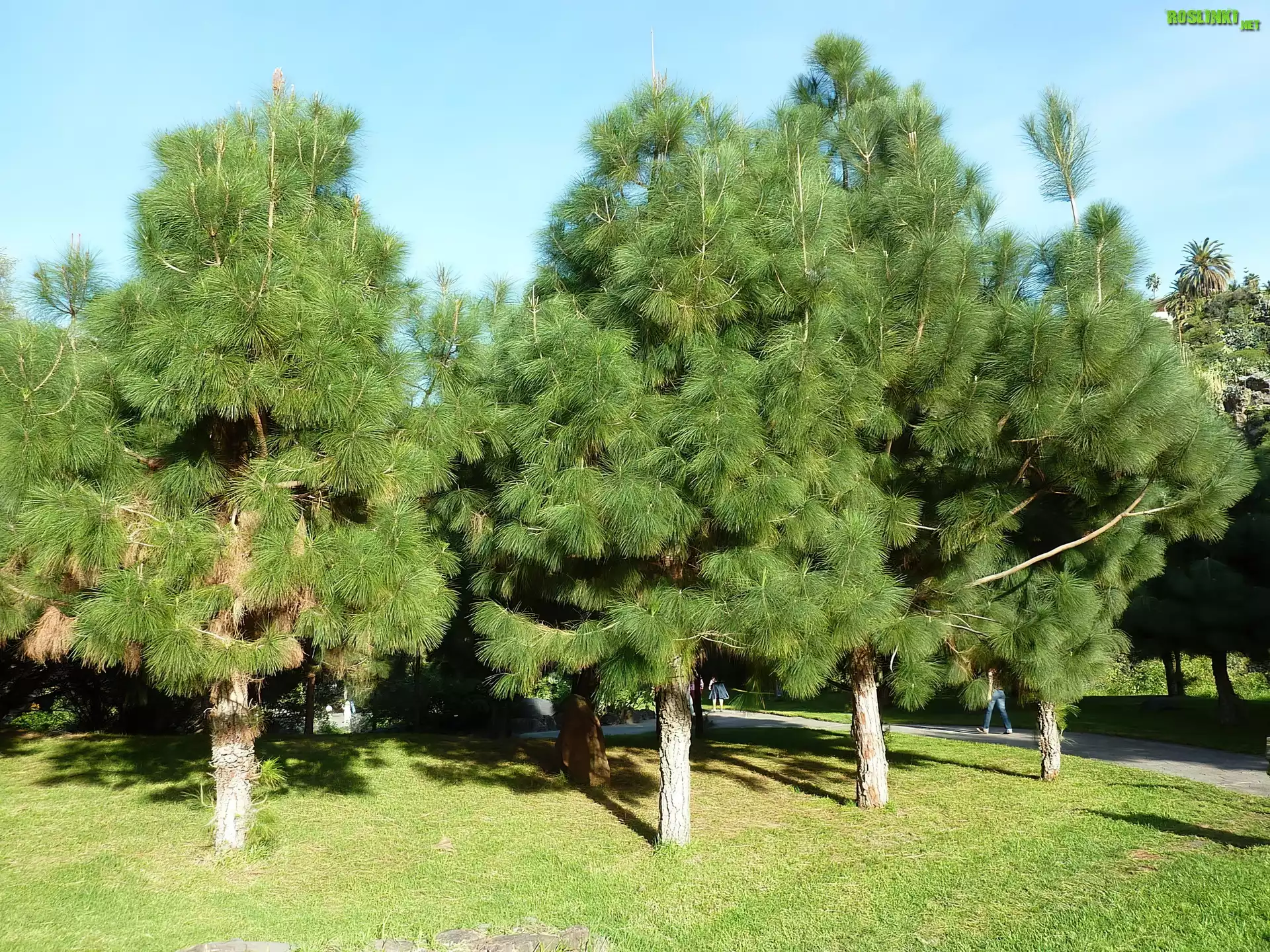 Park, Sosny