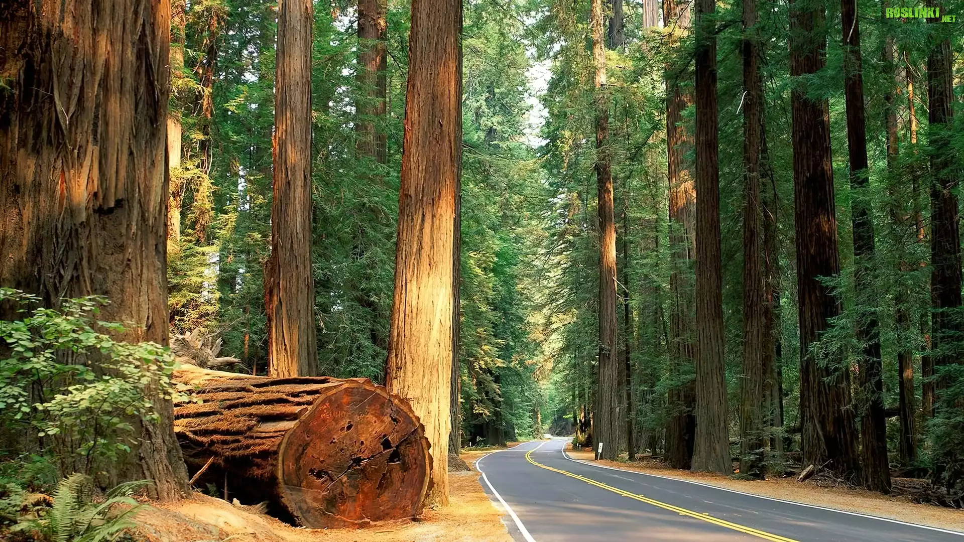 Stany Zjednoczone, Stan Kalifornia, Park miejski Humboldt Redwoods State Park, Drzewa, Sekwoje, Droga, Pnie