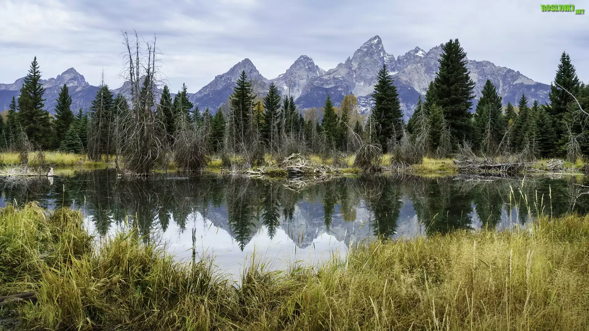 Park Narodowy Grand Teton, Jezioro, Góry Teton Range, Drzewa, Trawy, Odbicie, Stan Wyoming, Stany Zjednoczone