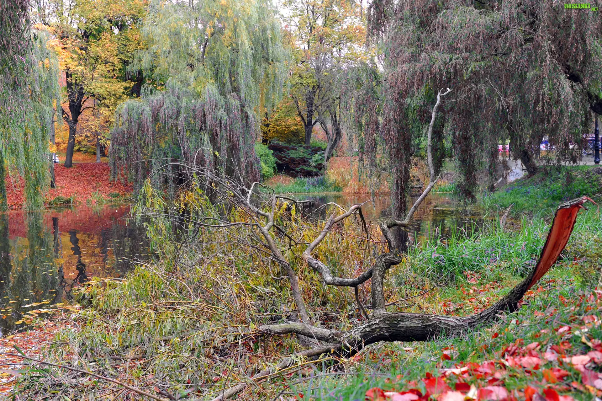 Park, Drzew, Staw, Jesienią