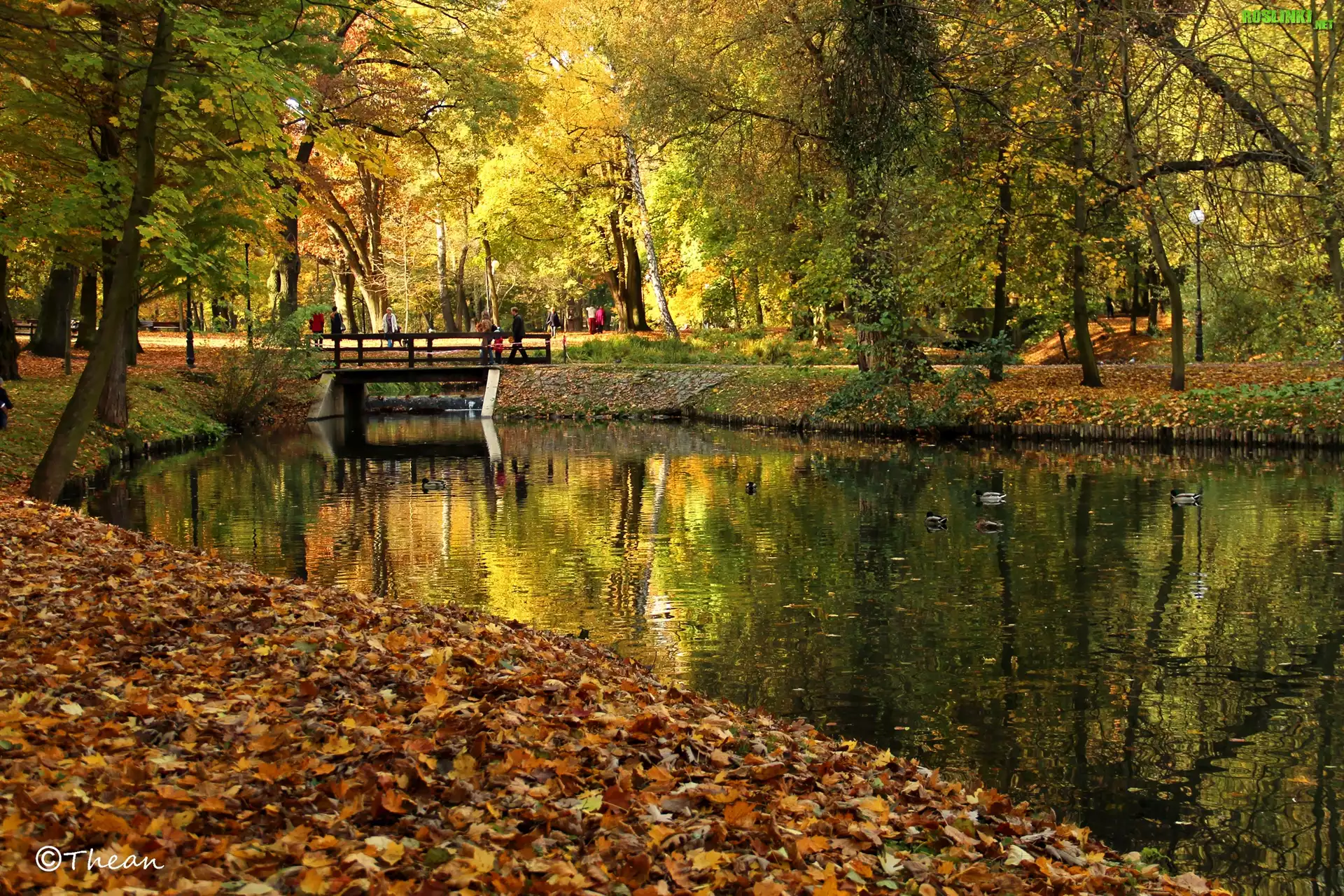 Park, Drzewa, Jezioro, Jesień, Suche, Liście