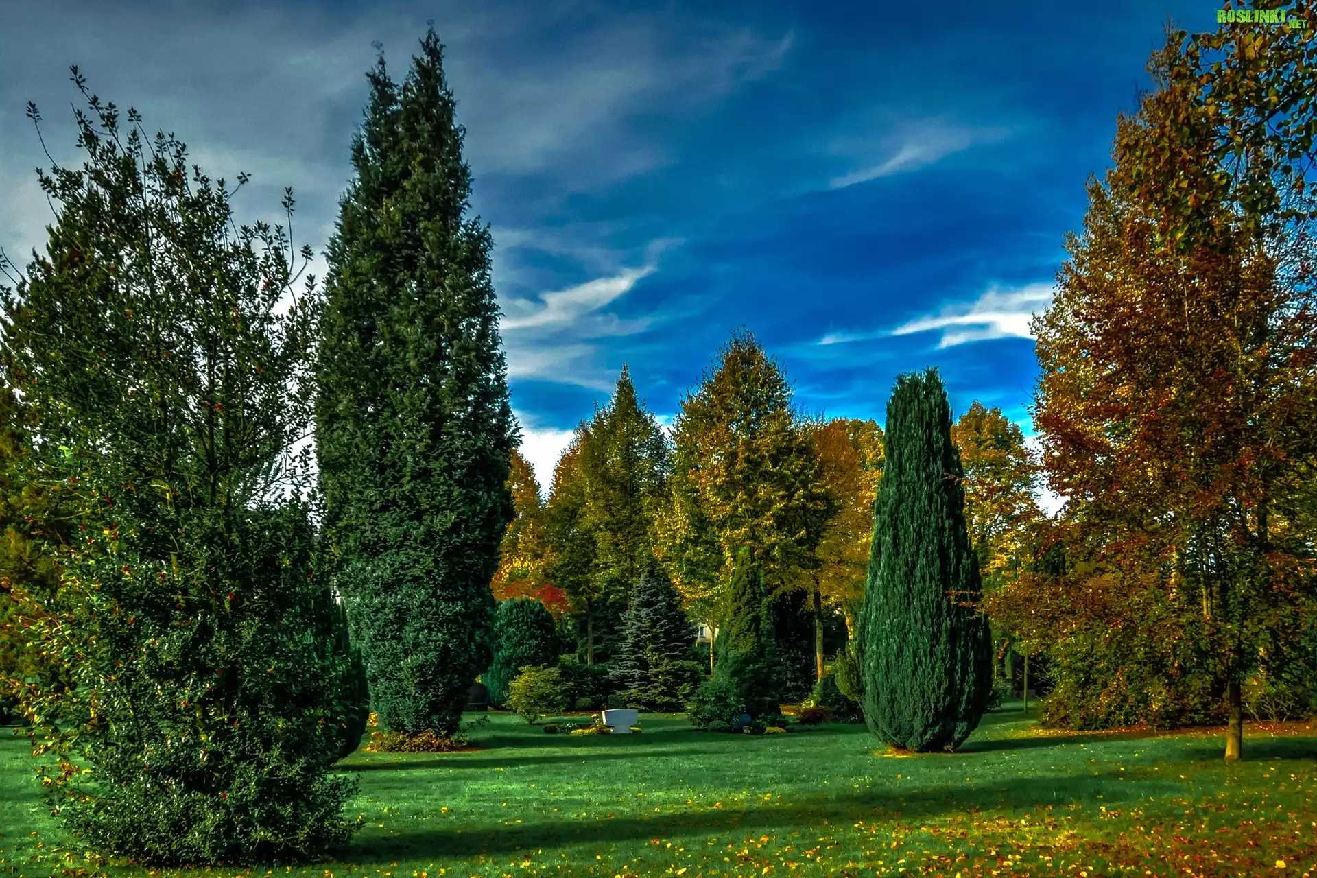Park, Zielona, Trawa, Drzewka