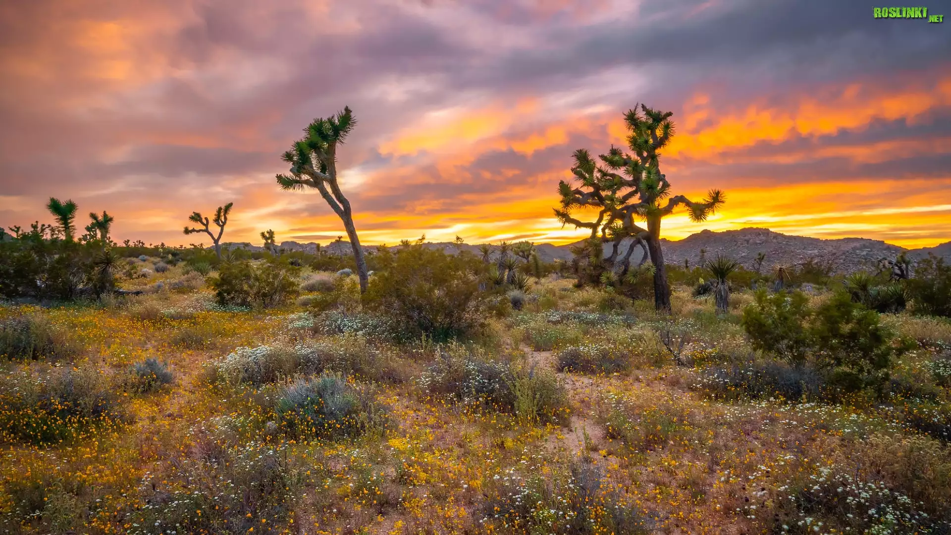 Park Narodowy Joshua Tree, Drzewa Jozuego, Jukki krótkolistne, Zachód słońca, Kalifornia, Stany Zjednoczone