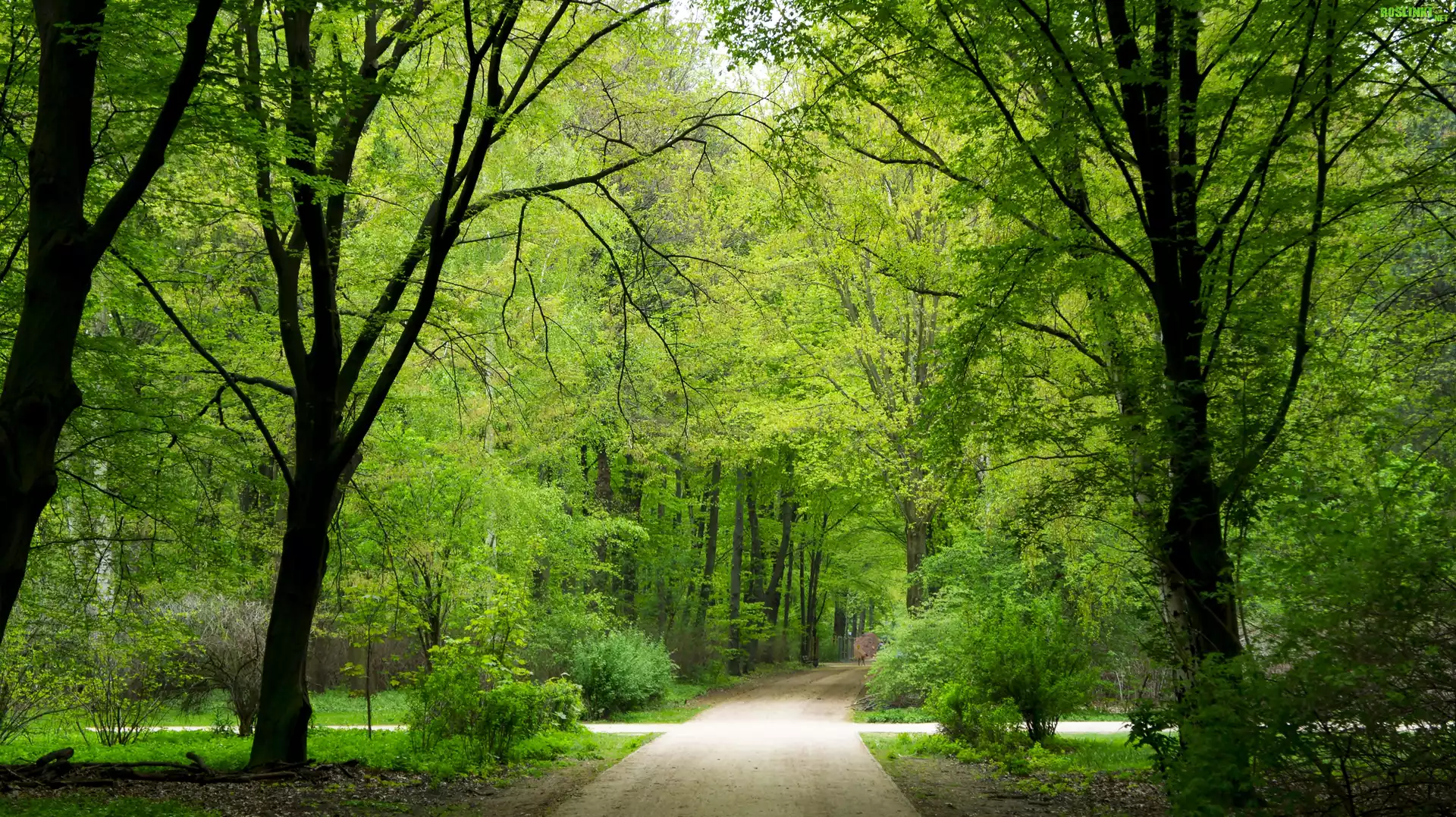 Park, Alejki, Drzewa, Światło, Wiosna