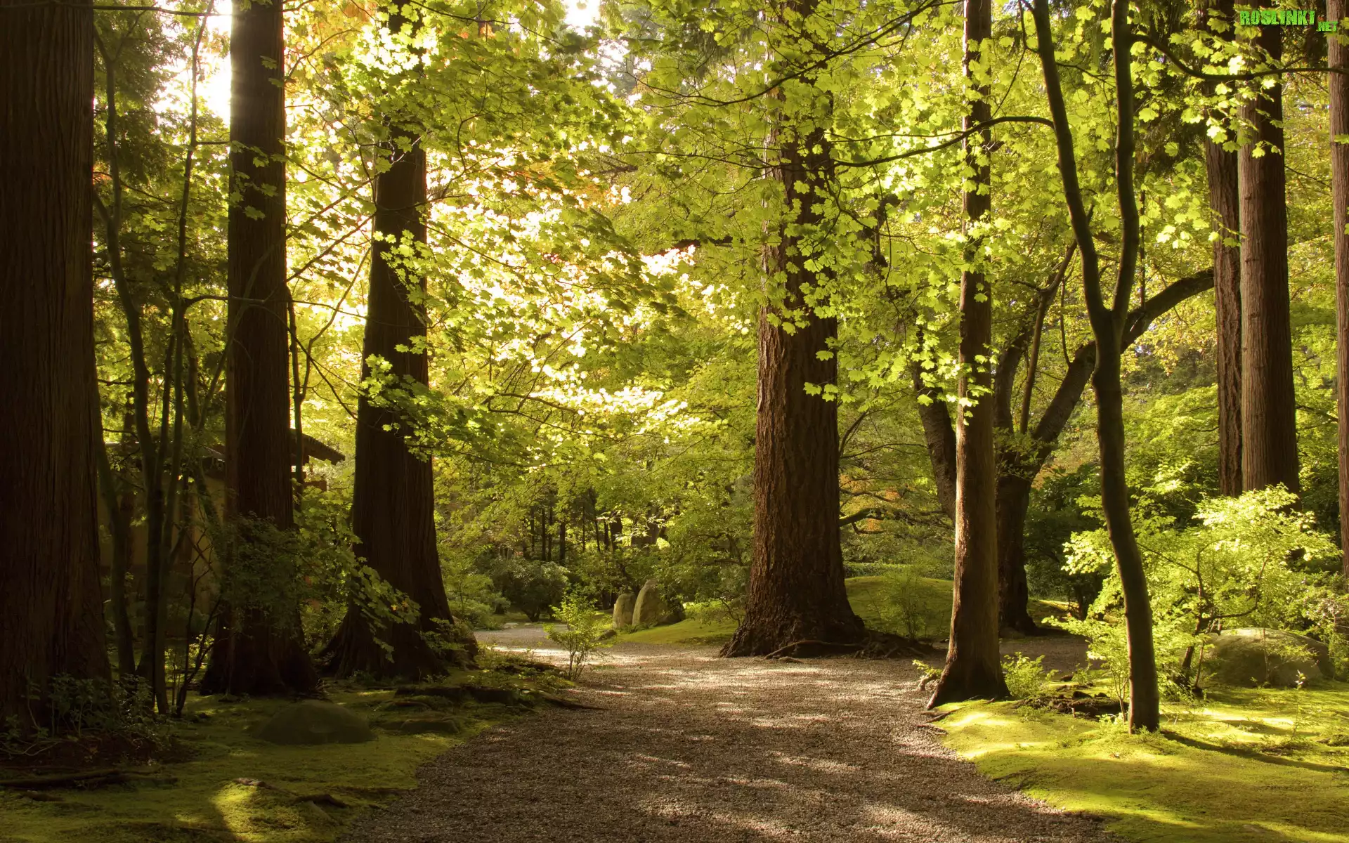 Park, Zielone, Drzewa, Droga, Światło, Słoneczne