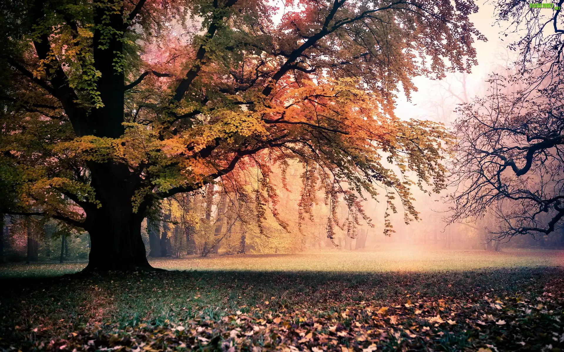 Park, Drzewa, Liście, Przebijające, Światło, Jesień