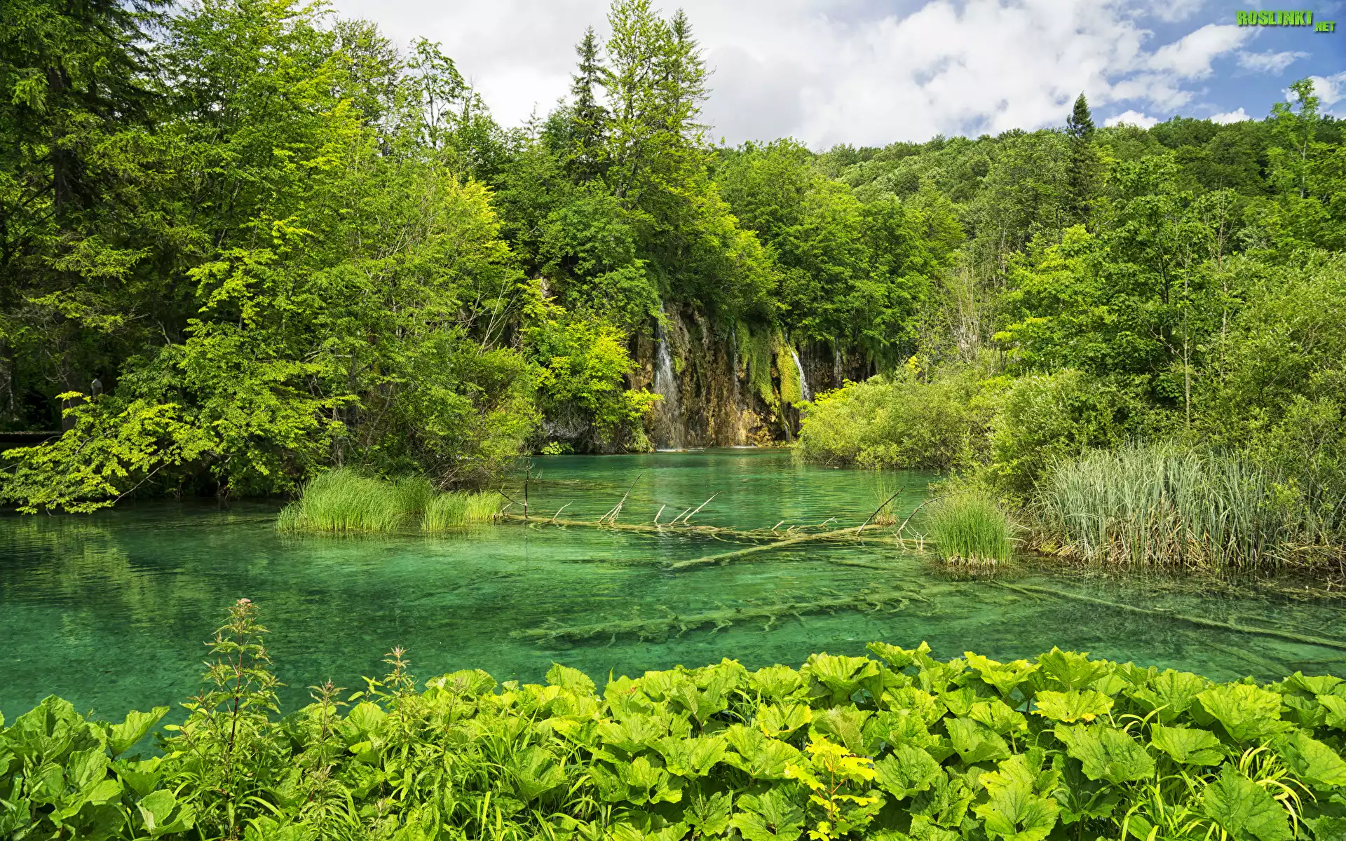 Park Narodowy Jezior Plitwickich, Jezioro, Drzewa, Zielone, Rośliny, Chorwacja