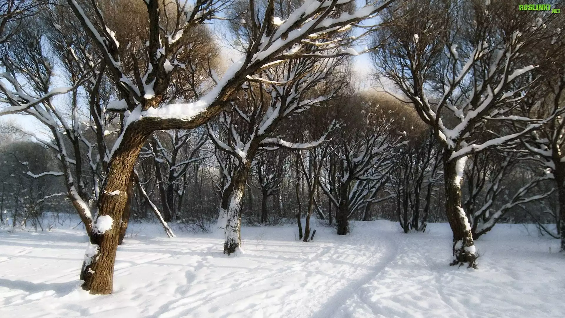 Zima, Park, Drzewa