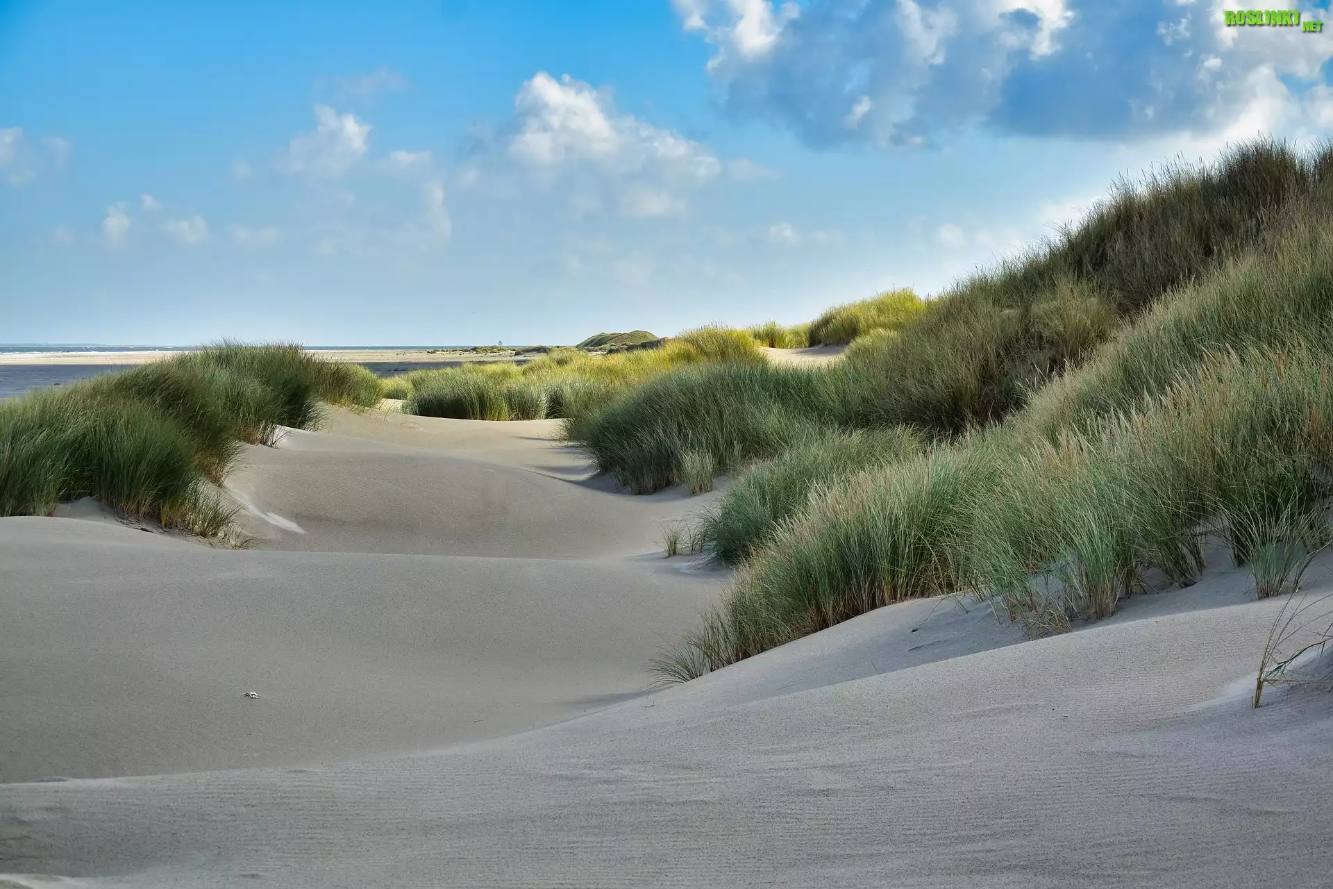 Piasek, Plaża, Trawa