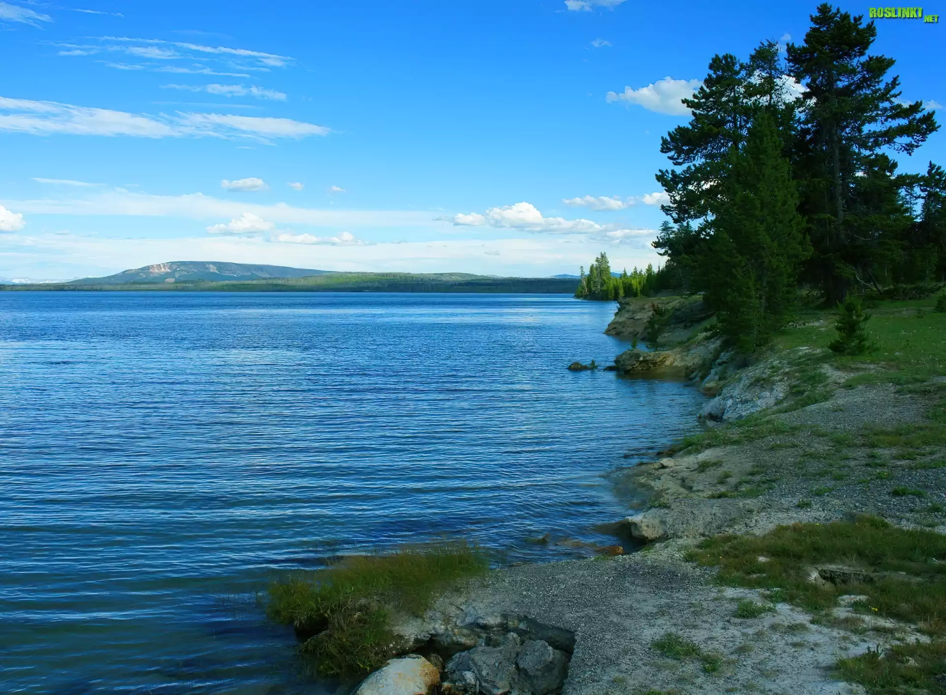Piękne, Jezioro, Świerki, Niebo