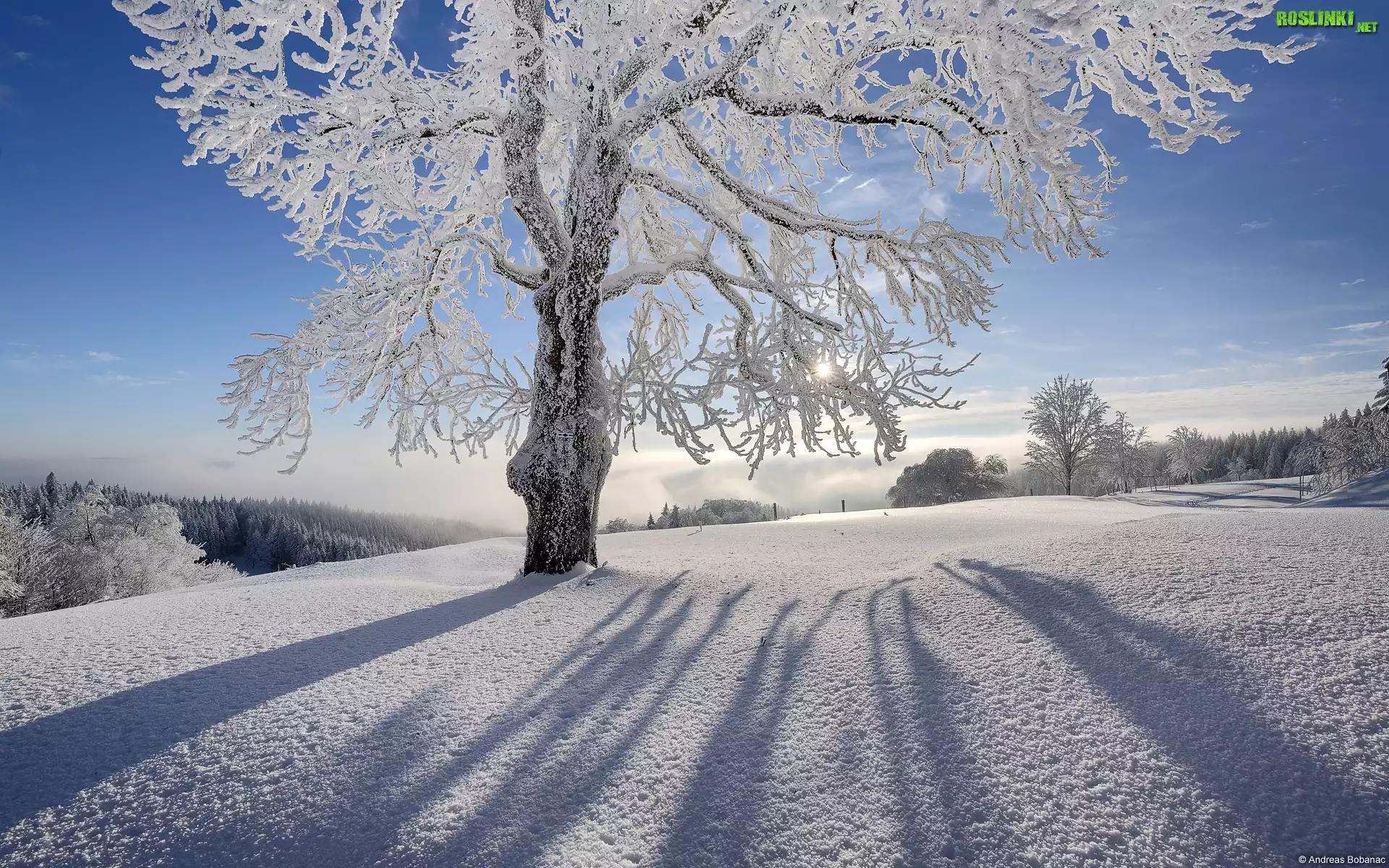 Piękny, Słoneczny, Zimowy, Dzień