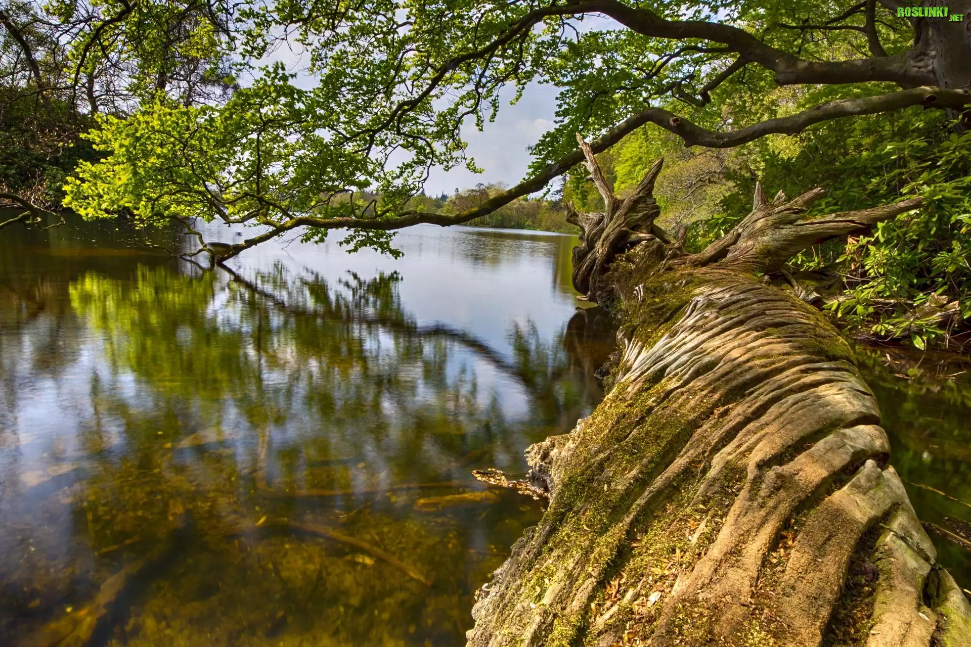 Drzewo, Pień, Rzeka