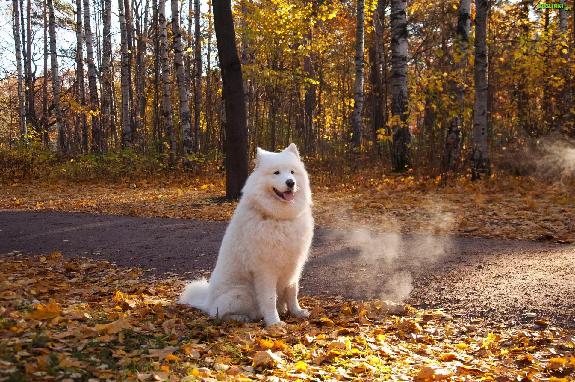 Biały, Pies, Samojed, Las, Droga, Liście, Jesień