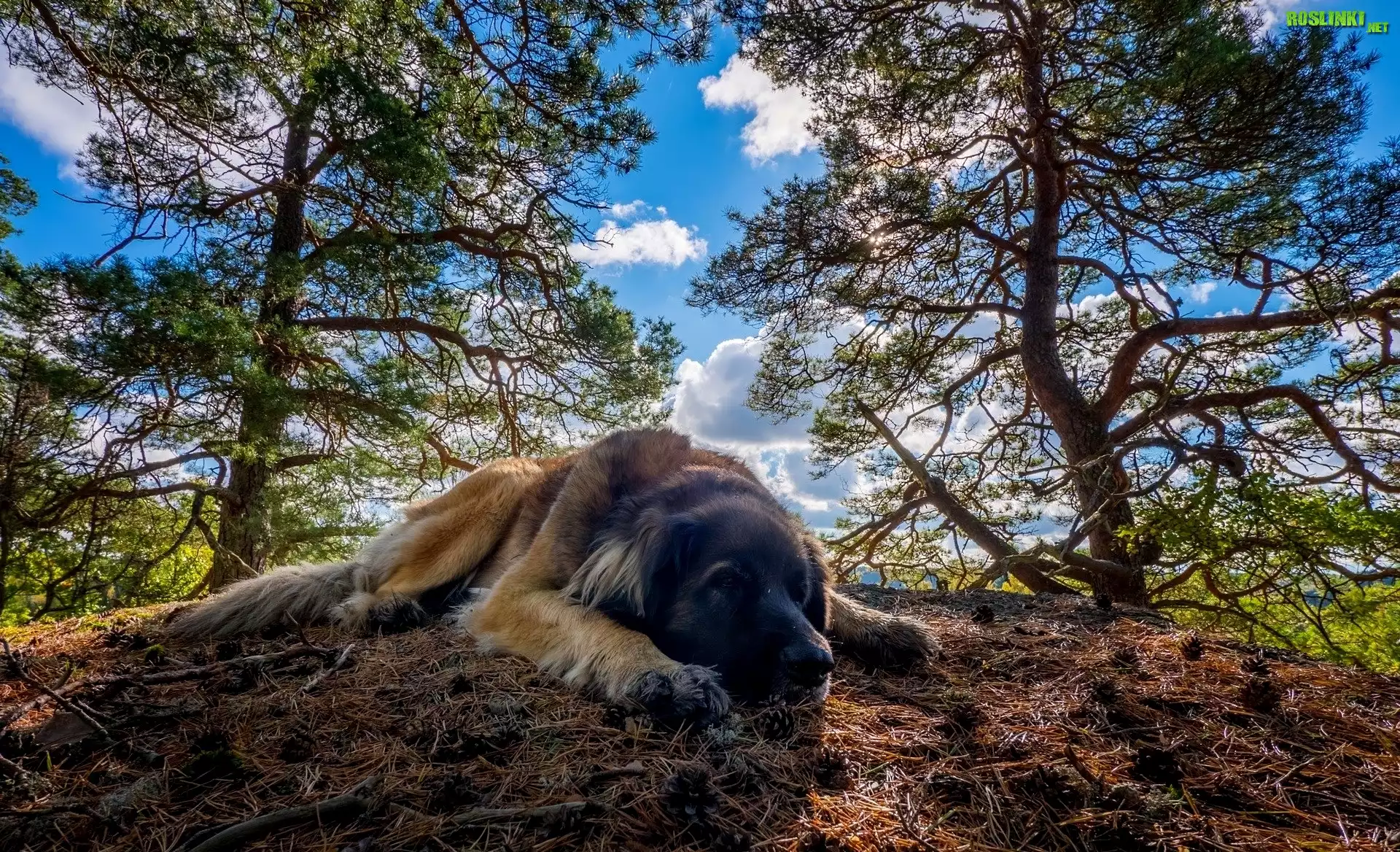 Pies, Leonberger, Drzewa, Ściółka