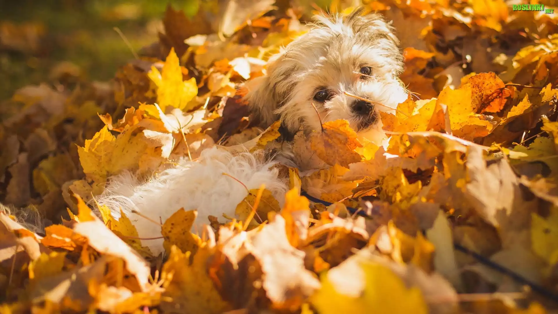 Pies, Szczeniak, Shichon, Liście
